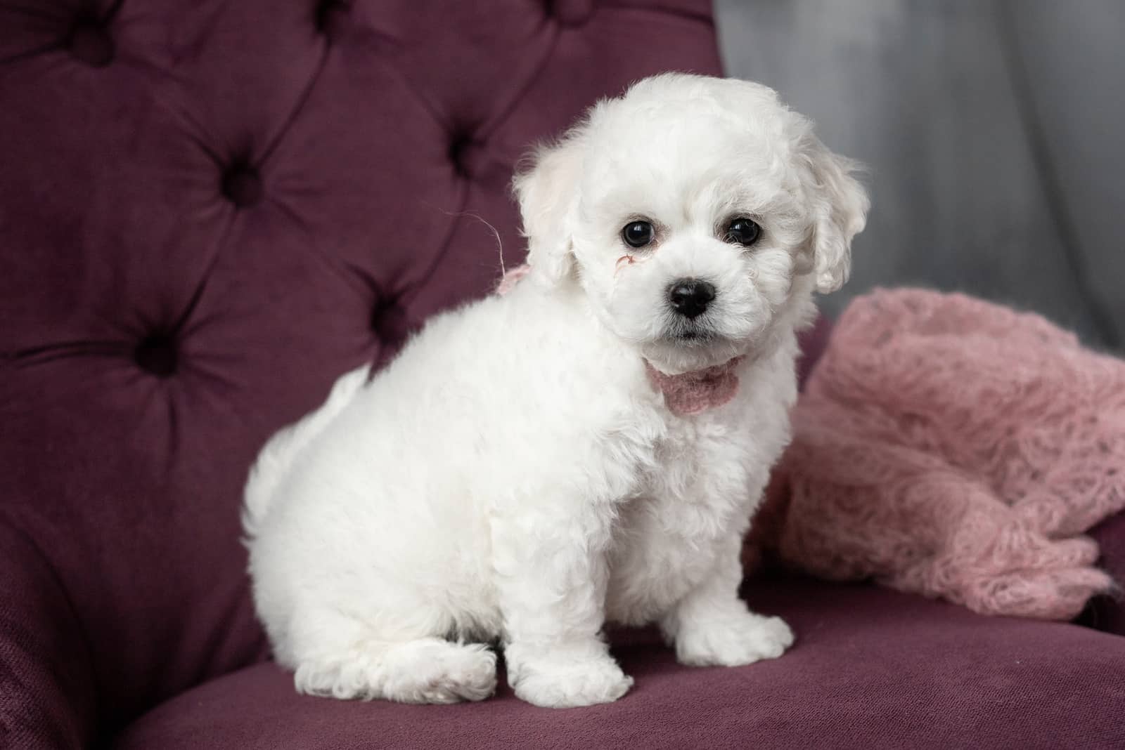 pequeño cachorro Bichón Frisé sentado en un sillón