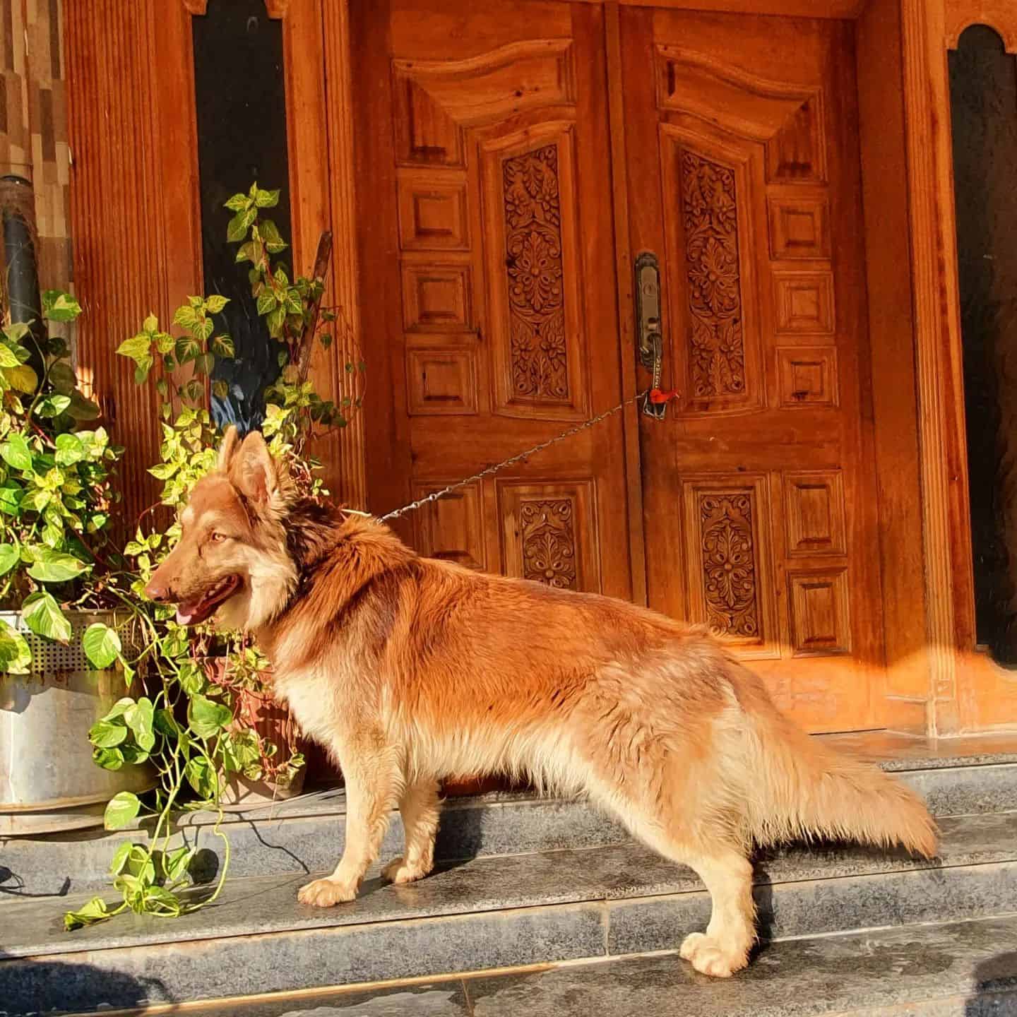 perro pastor alemán hígado