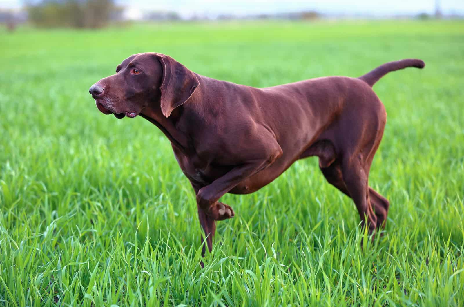 perro pointer alemán de pelo corto color hígado