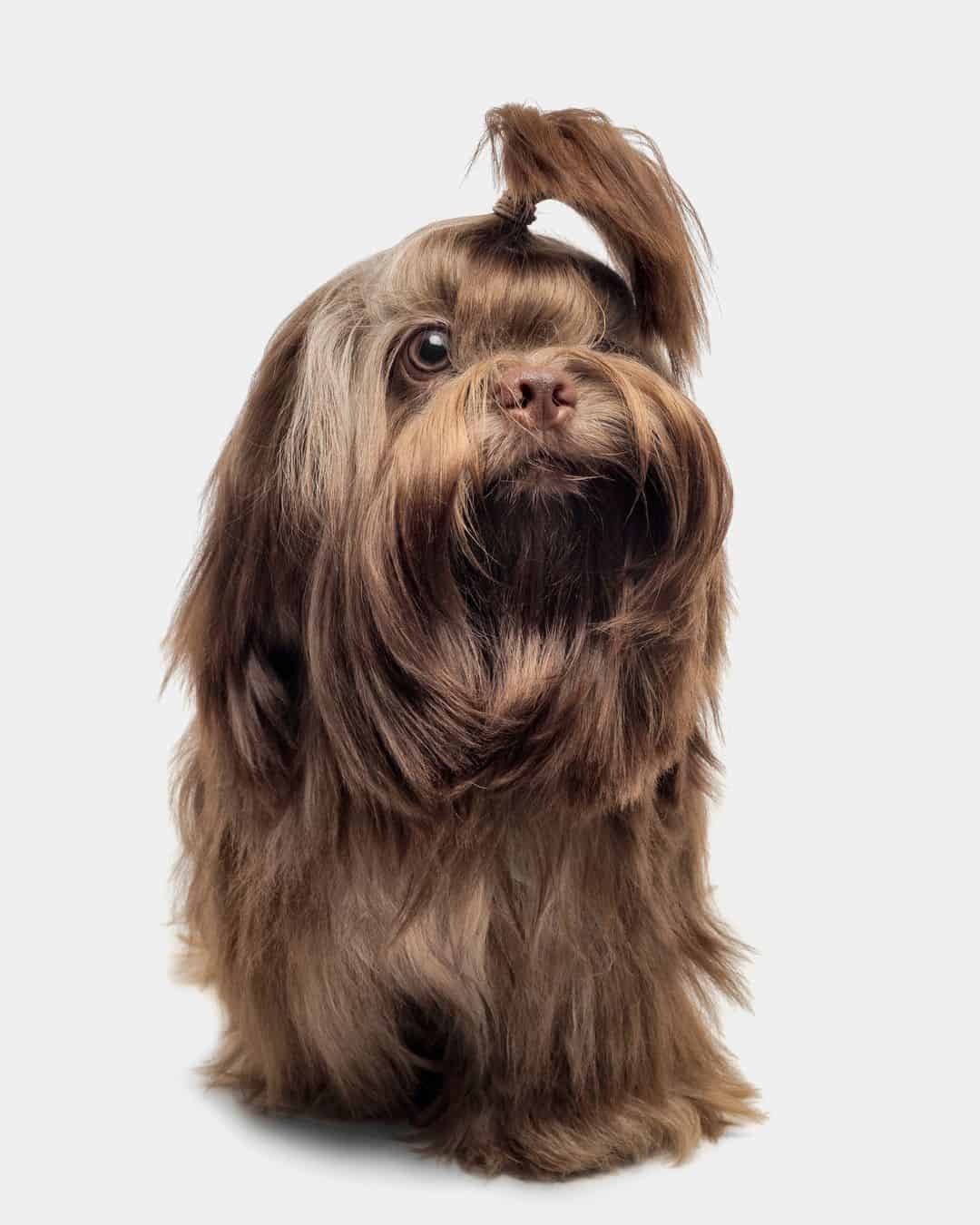 shih tzu hígado