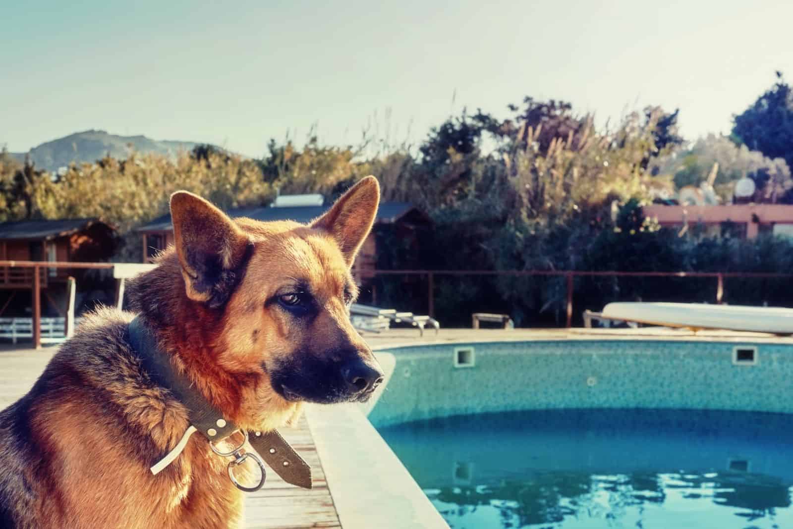 pastor alemán solitario parado al borde de una piscina en color retro