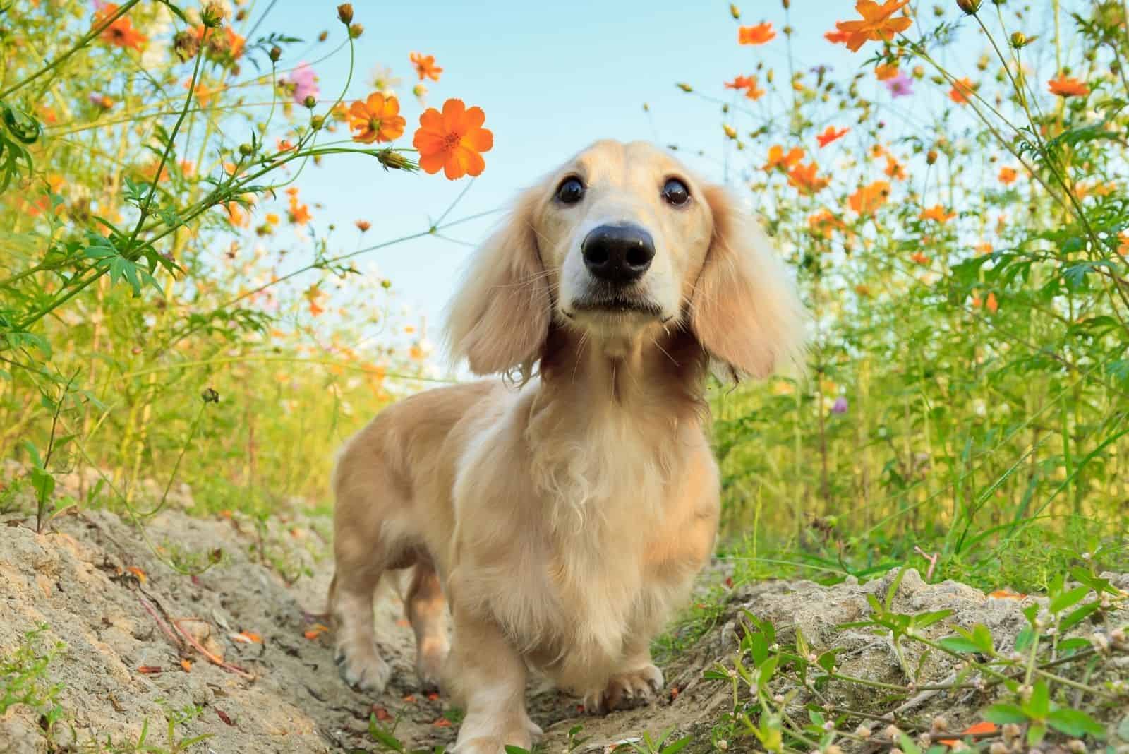 dachshund de pelo largo jugando en el jardín