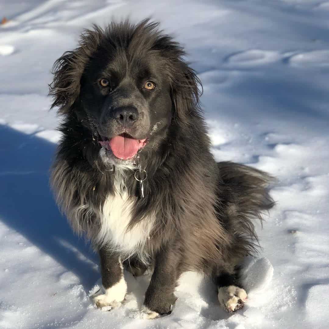 Pitbull de pelo largo sentado en la nieve