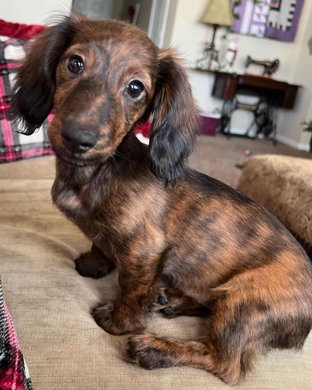 dachshund atigrado de pelo largo