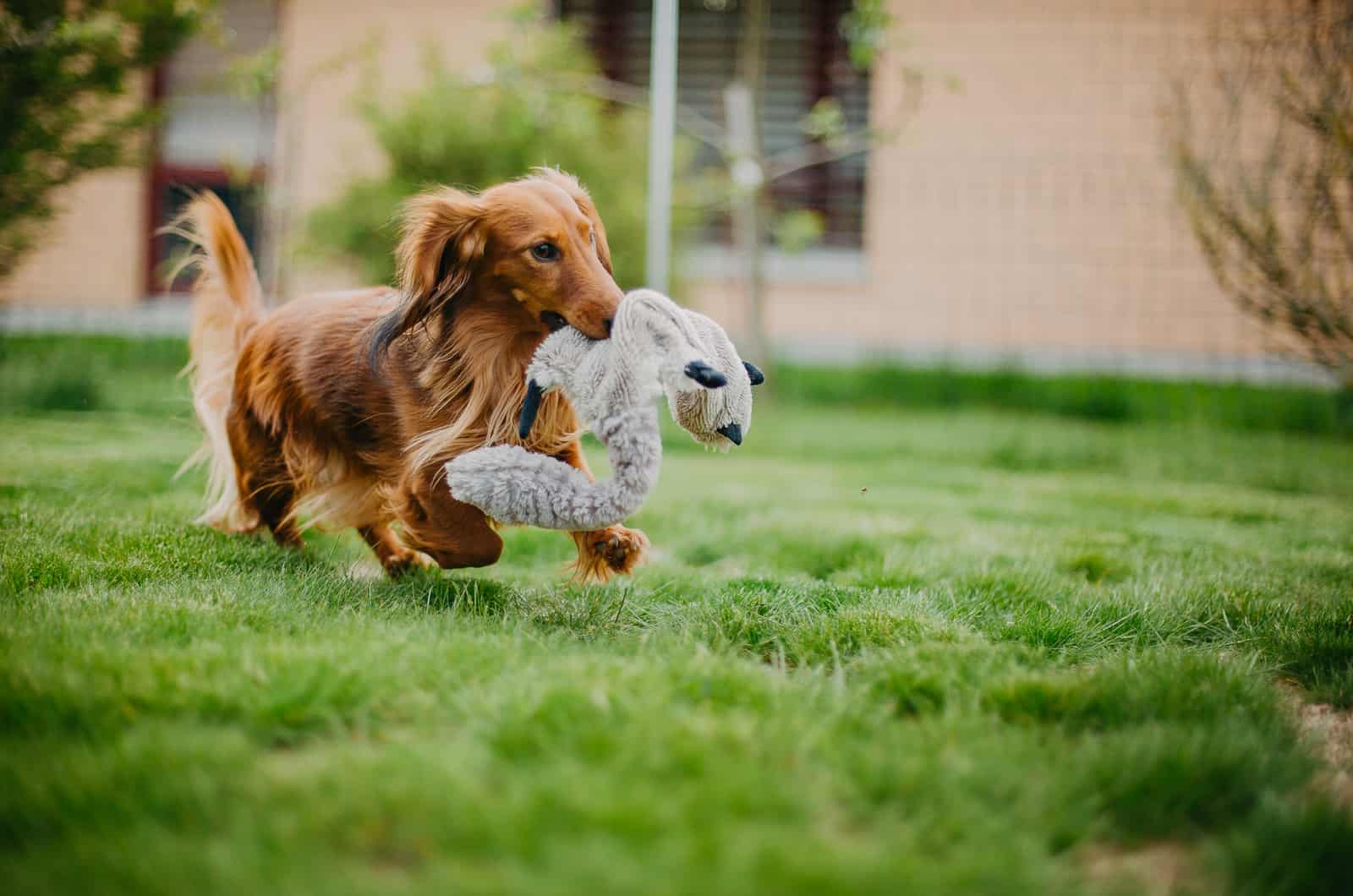 Dachshund de pelo largo corriendo con juguete en la boca