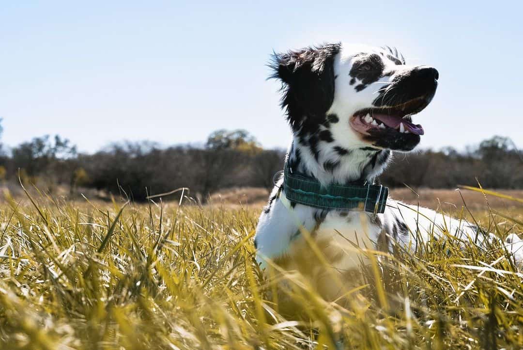 dálmata de pelo largo en un campo