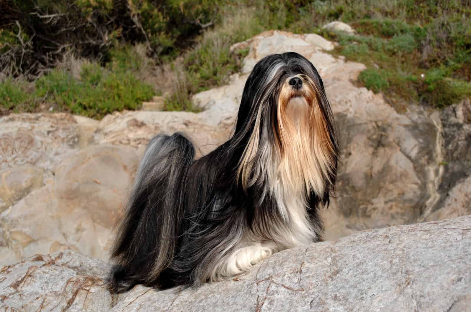 lhasa apso de pelo largo
