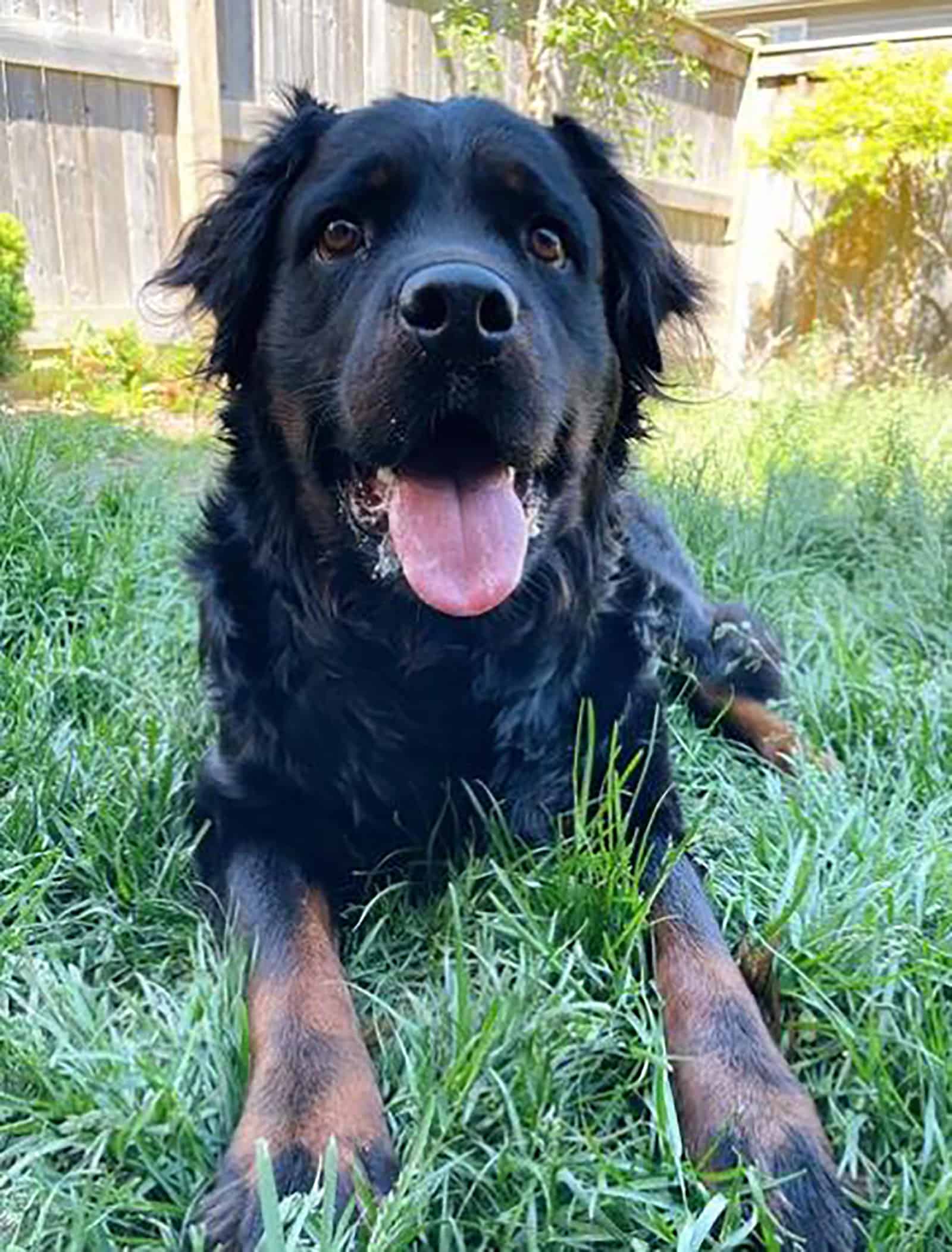 rottweiler de pelo largo