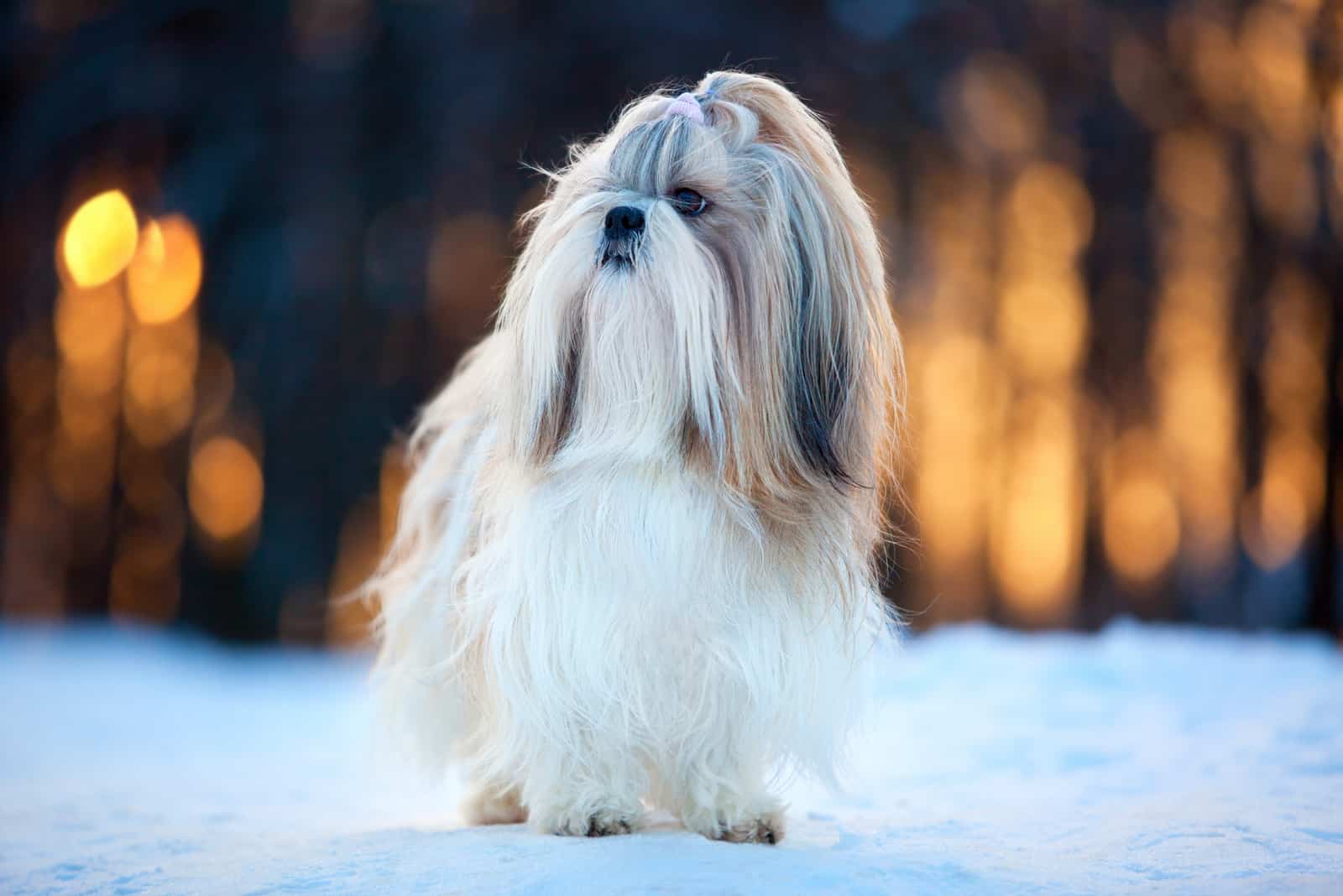 shih tzu de pelo largo