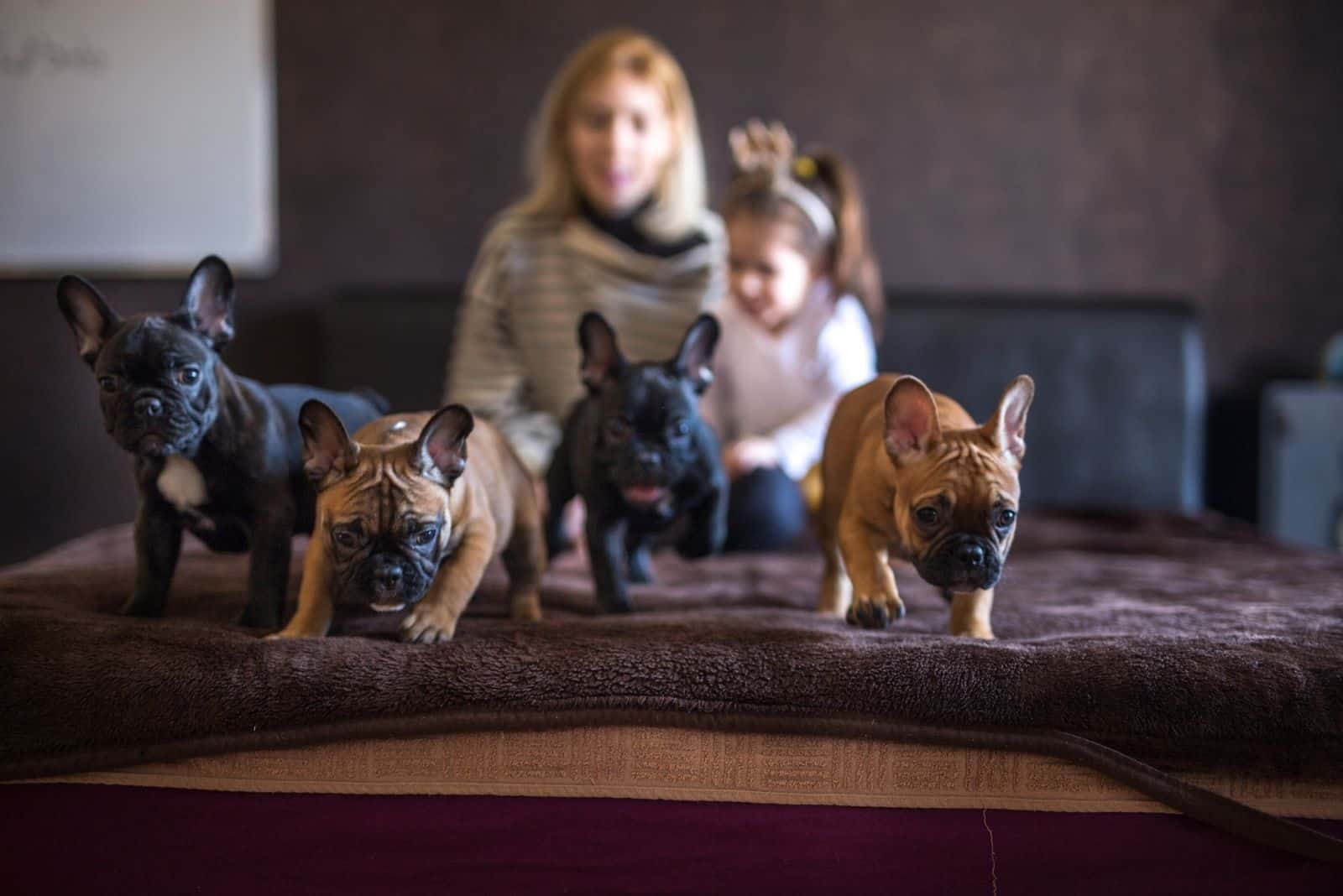 adorable familia en el fondo desenfocado de tres bulldogs franceses en la cama