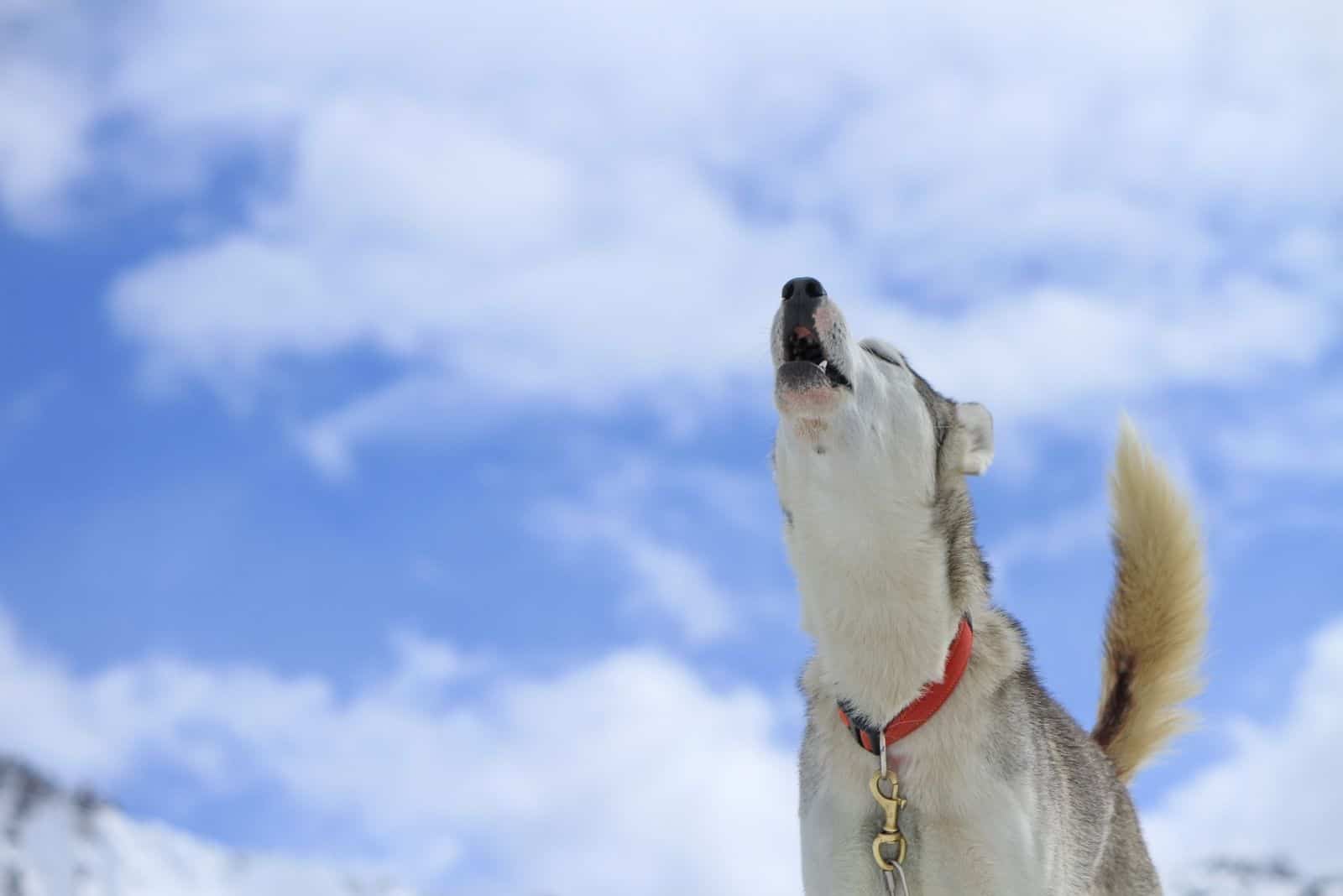 vista baja de un perro aullando con un cielo azul de fondo