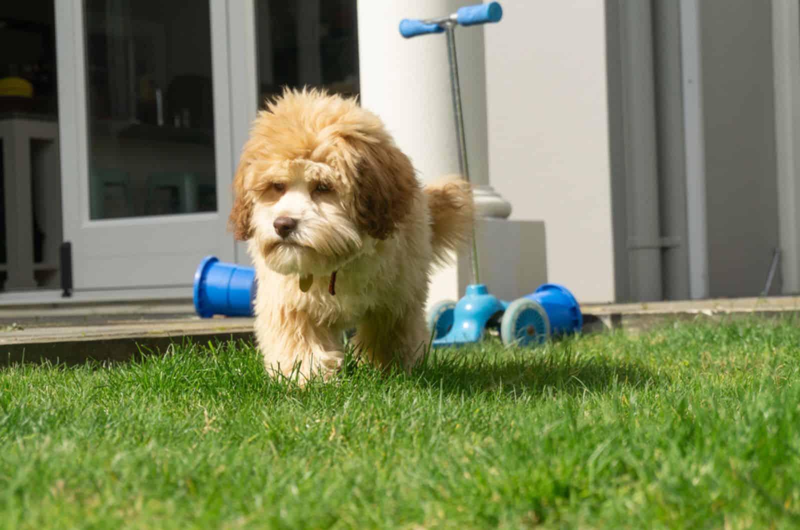 cachorro lowchen en el jardín