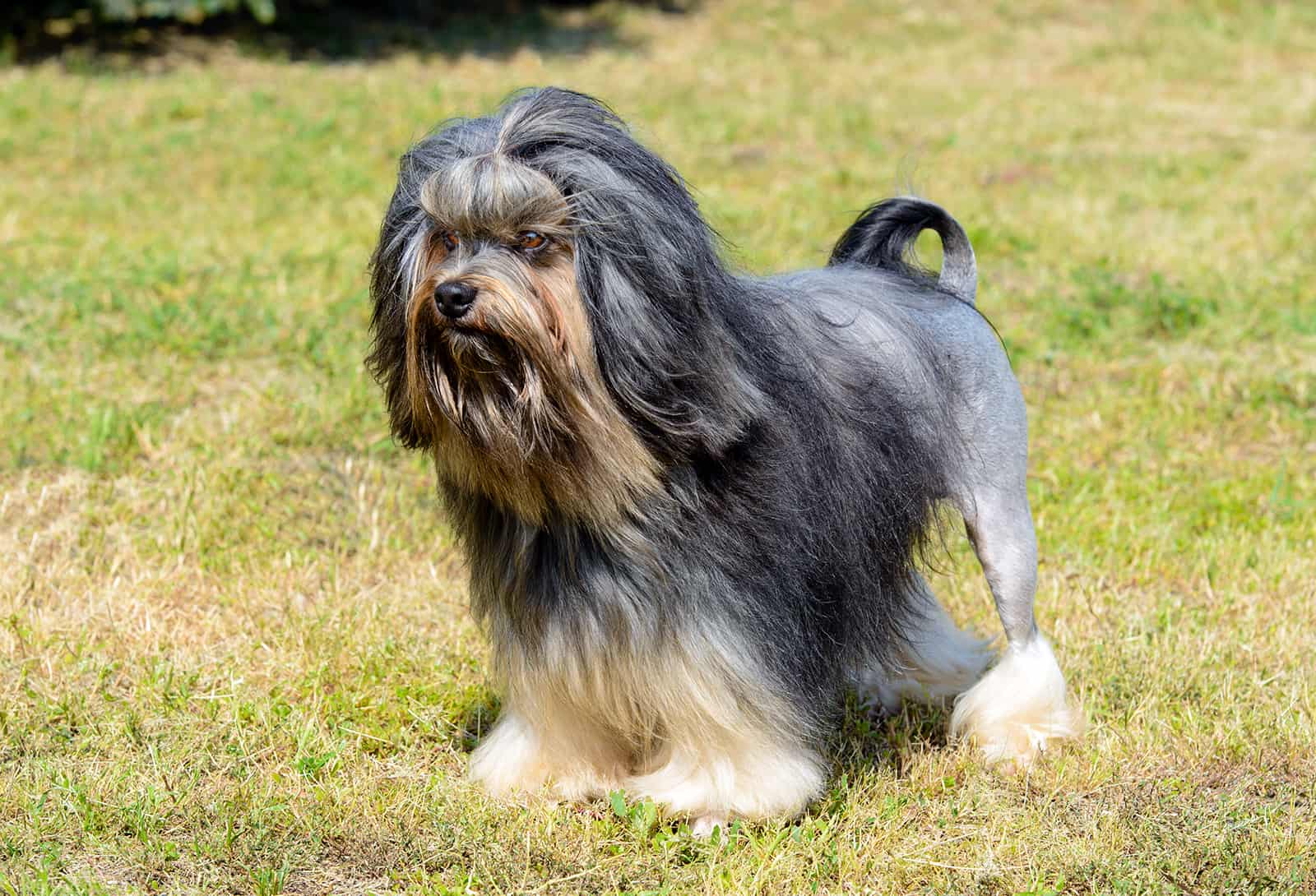 perro löwchen de pie en el césped