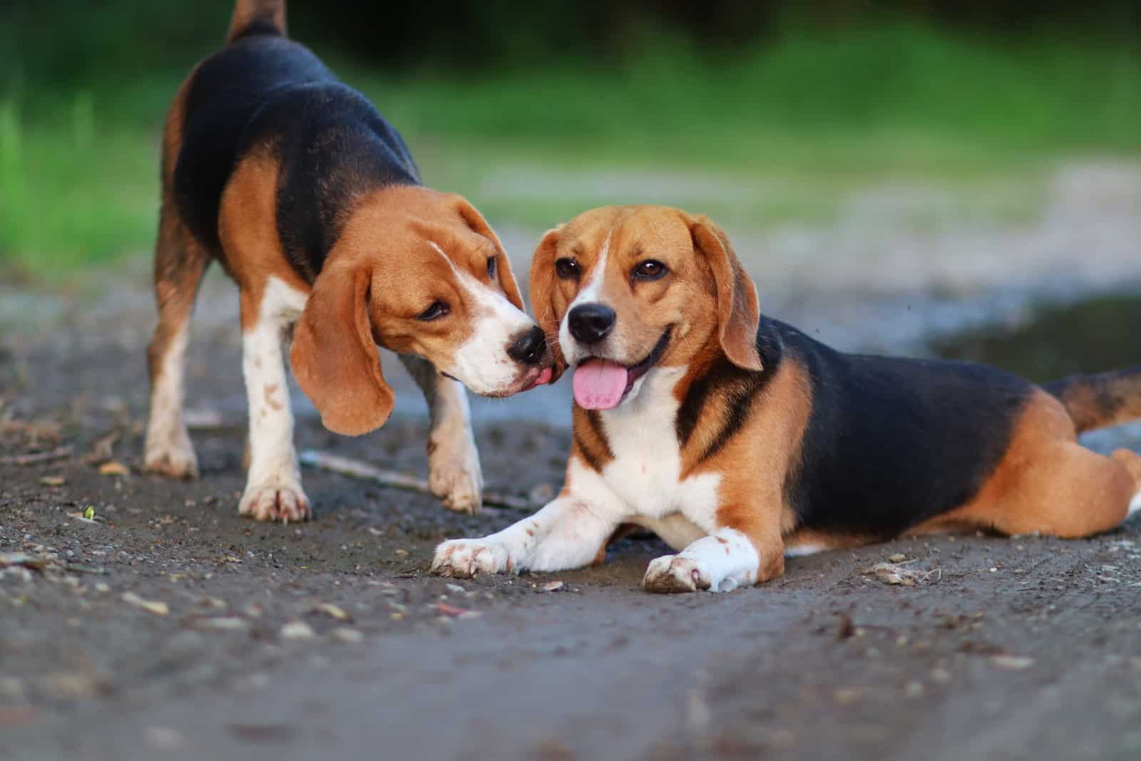 macho y hembra beagle besándose