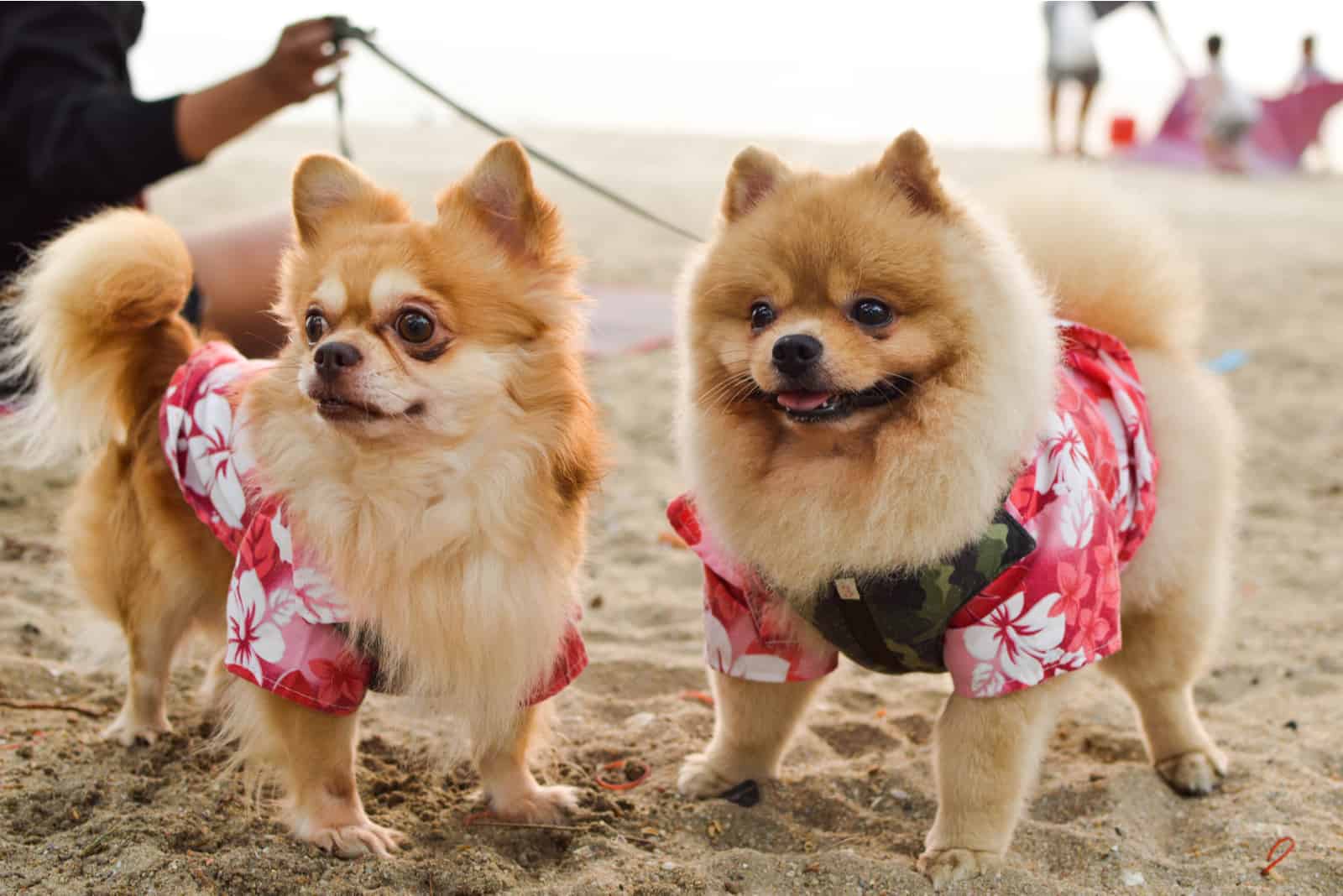 macho y hembra pomerania de pie en la playa