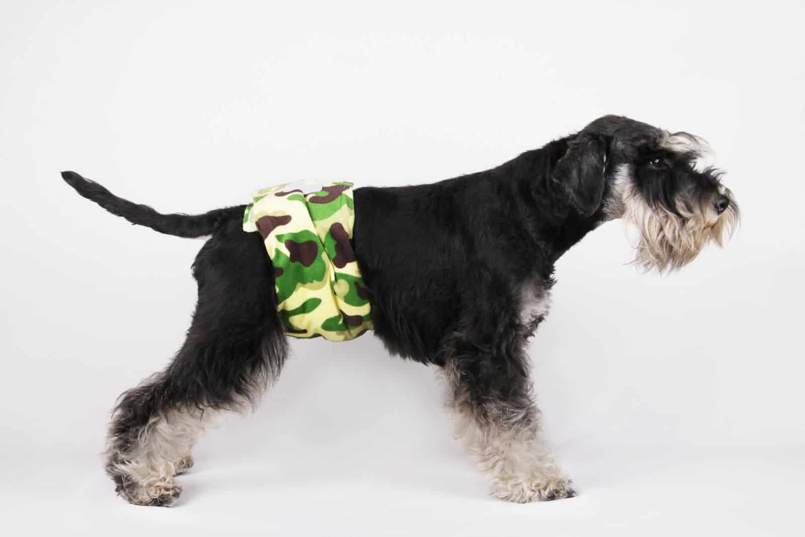 perrito macho Schnauzer con pañal para orinar
