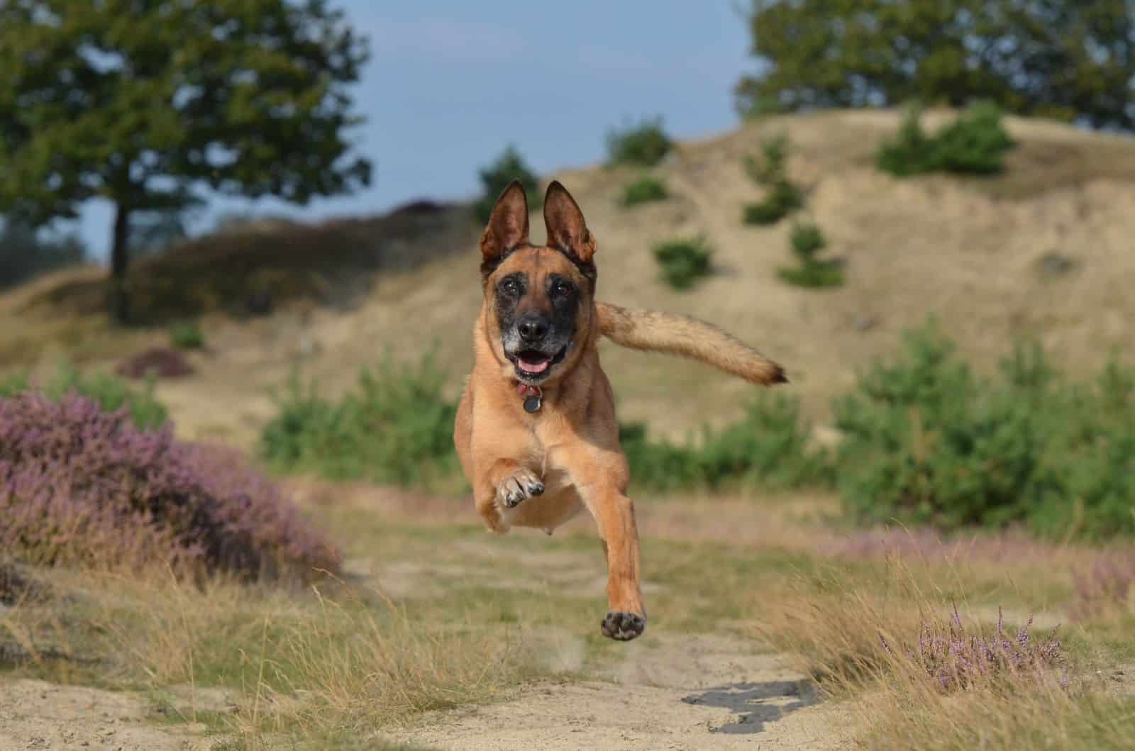 malinois corriendo