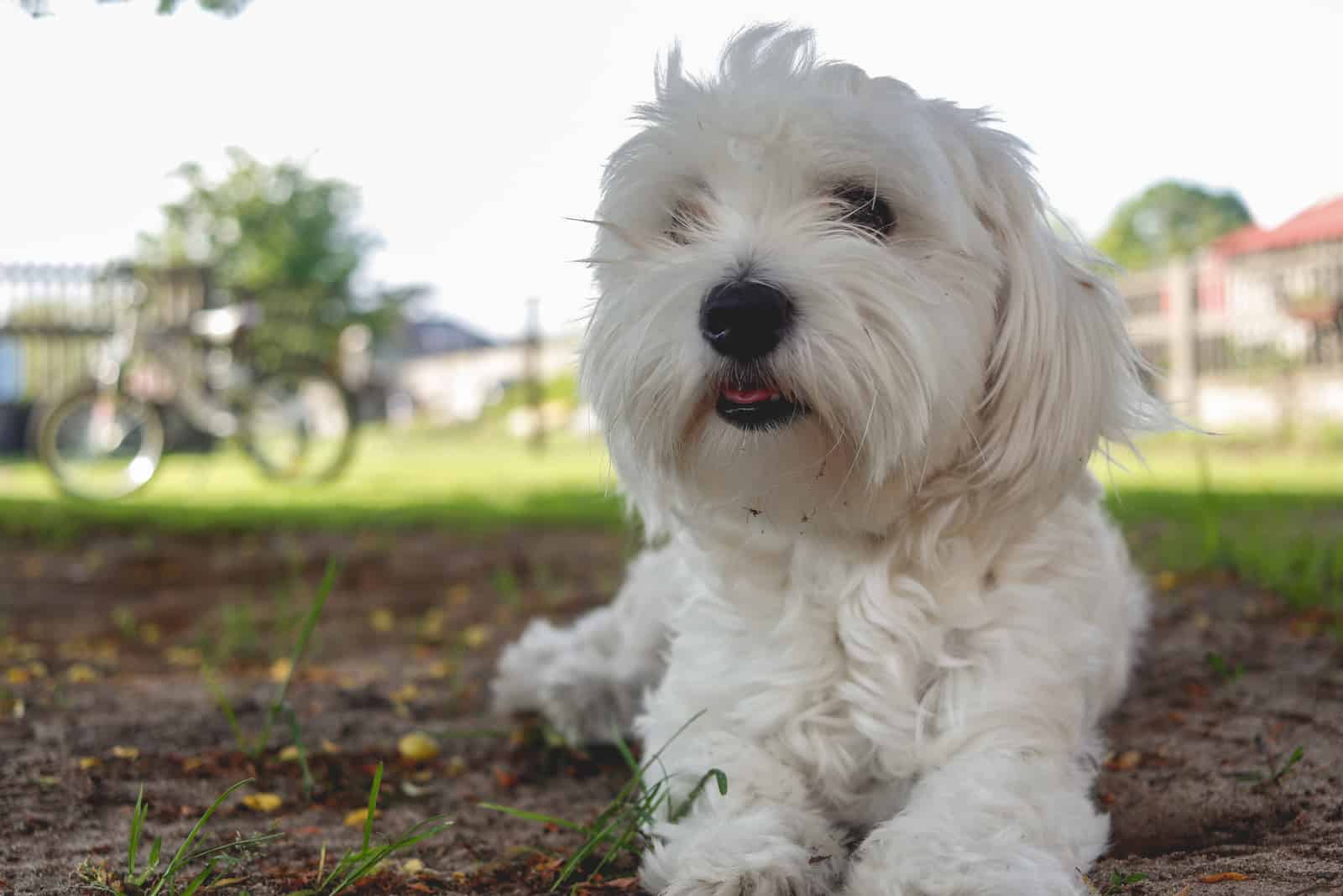 perro maltés acostado al aire libre