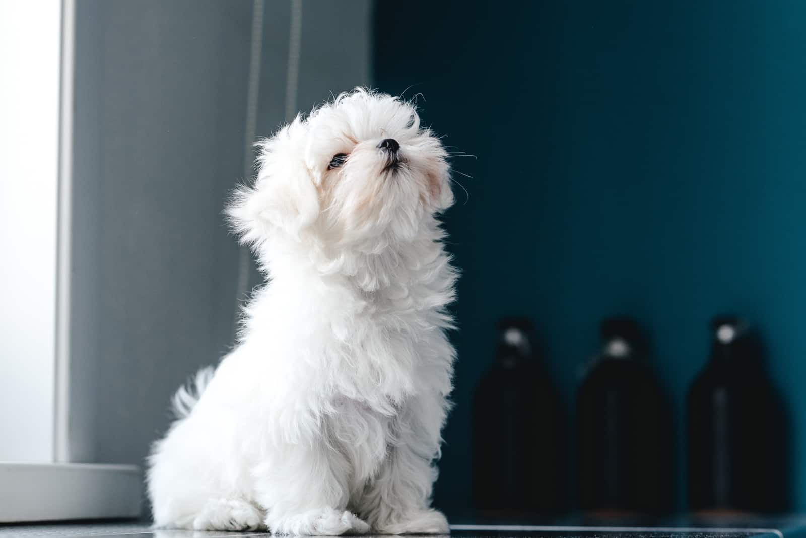cachorro maltés con fondo azul oscuro