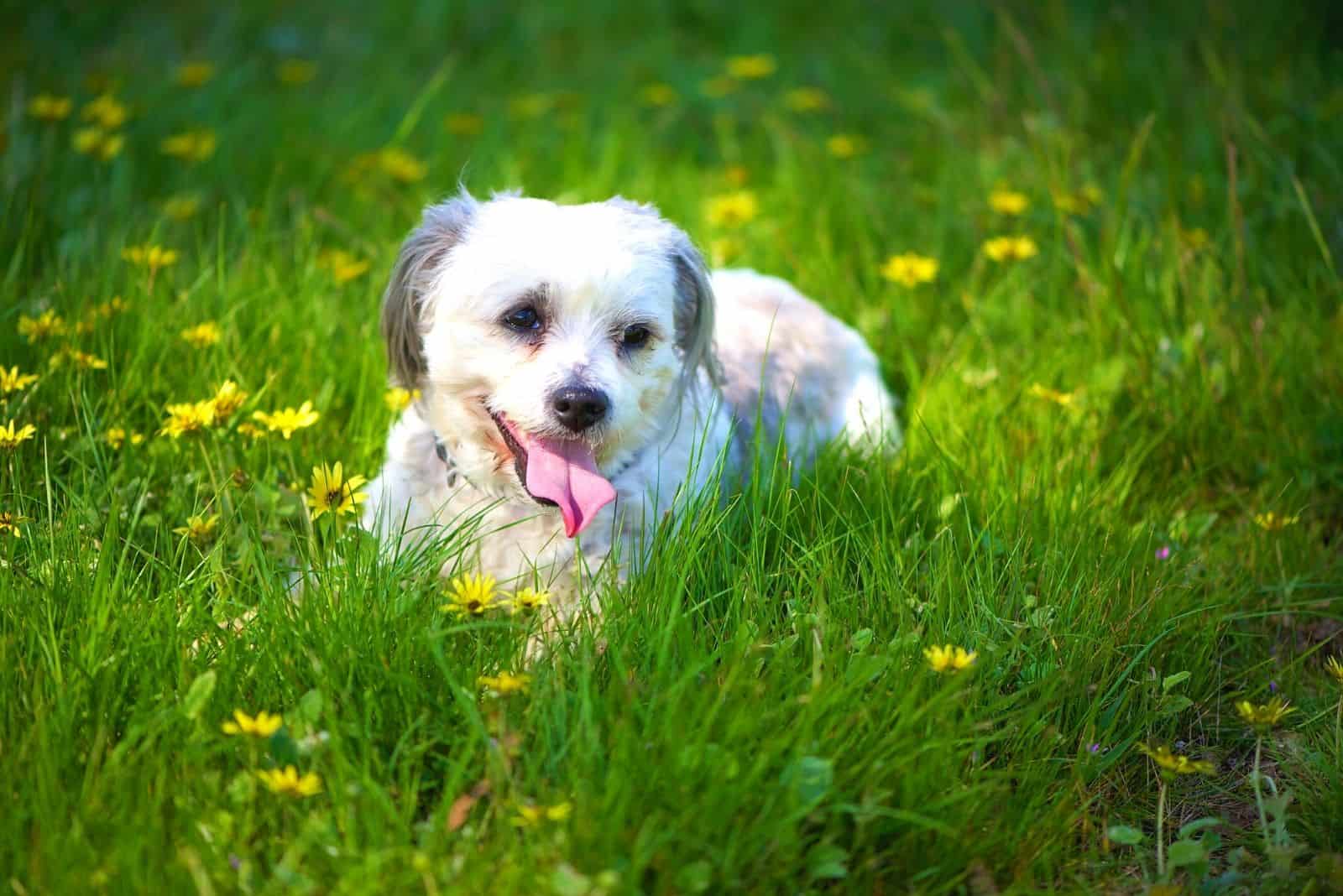 maltés shih tzu en el jardín de césped