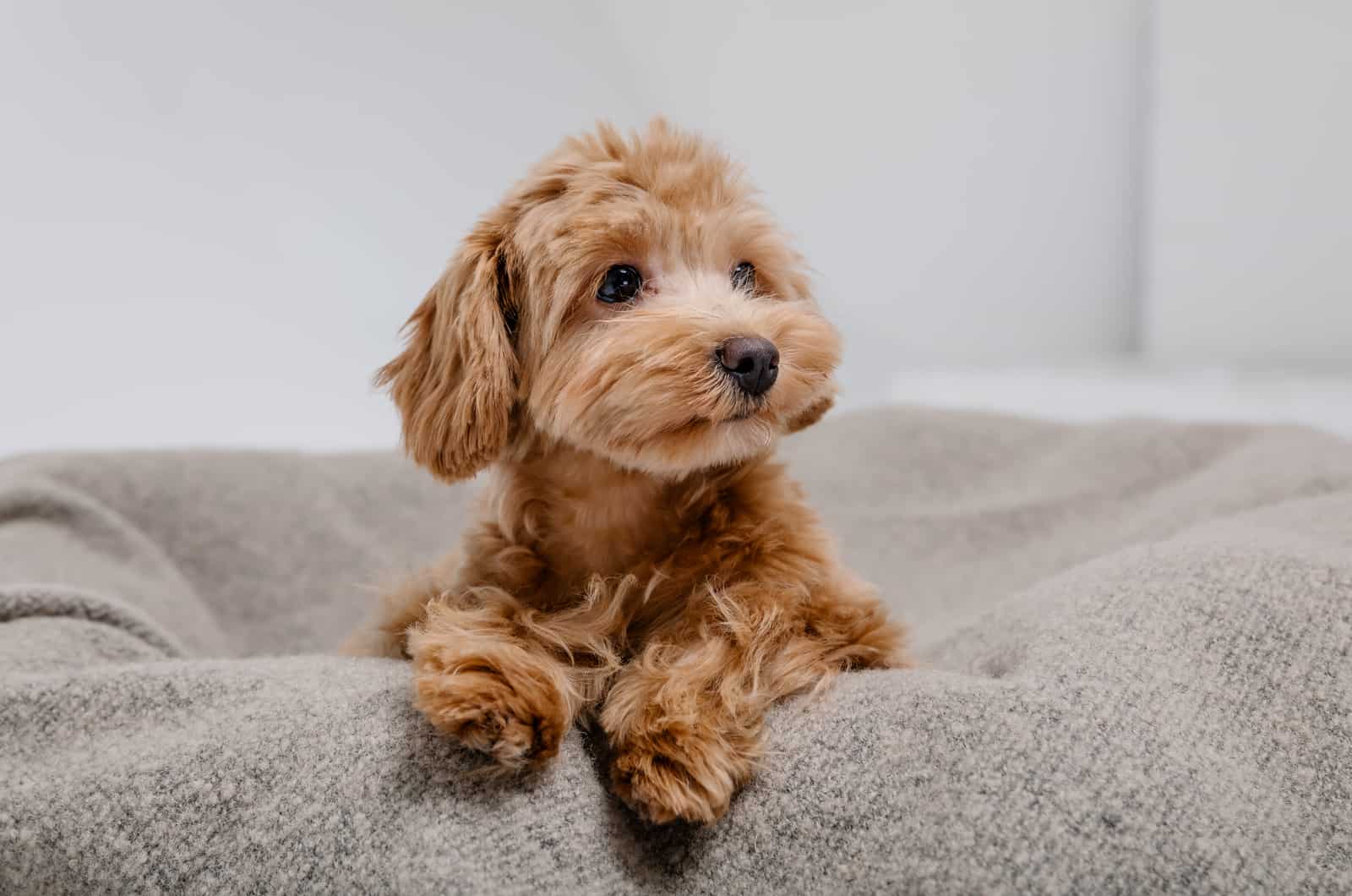 maltipoo en su cama gris