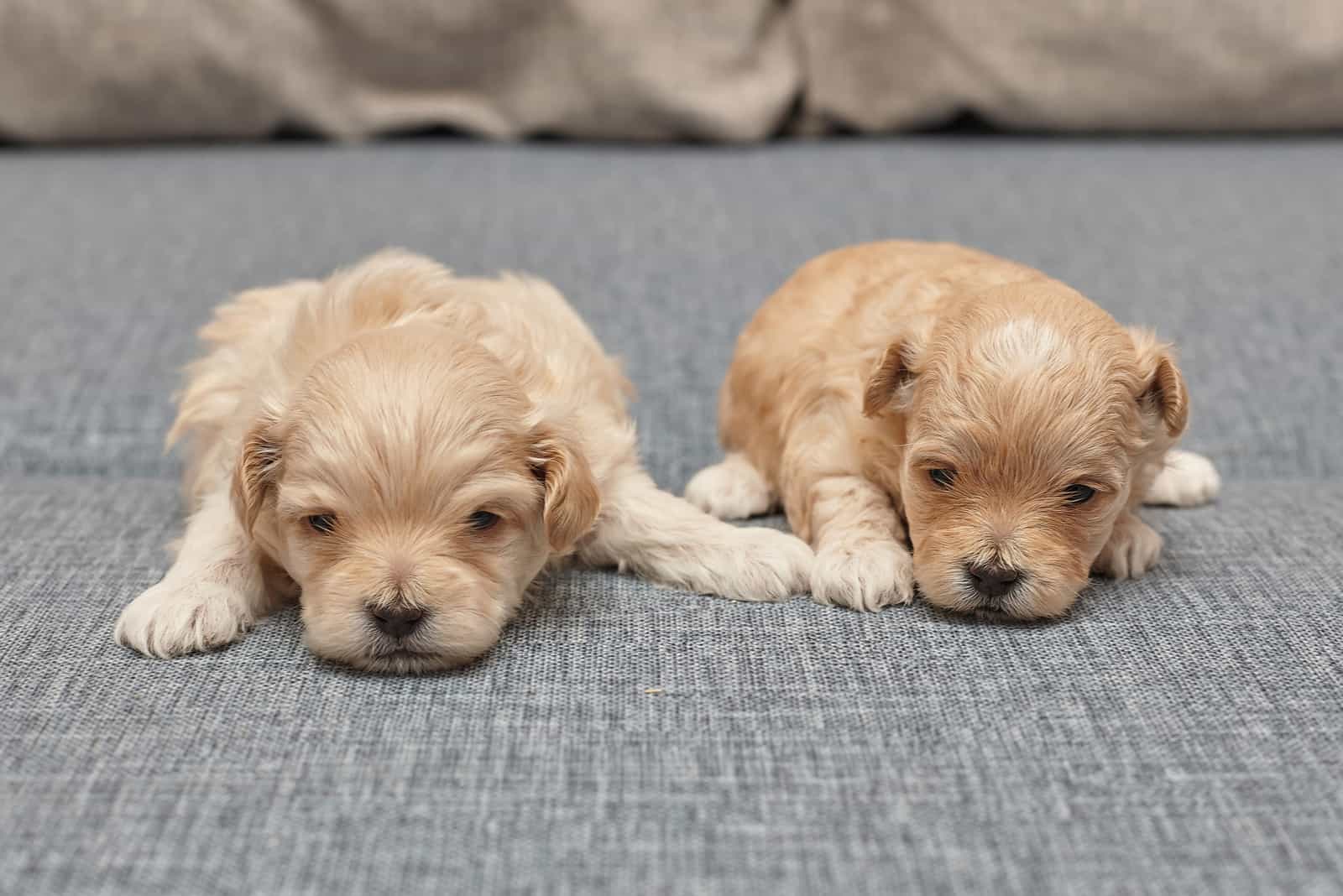 cachorros maltipoo durmiendo en la cama