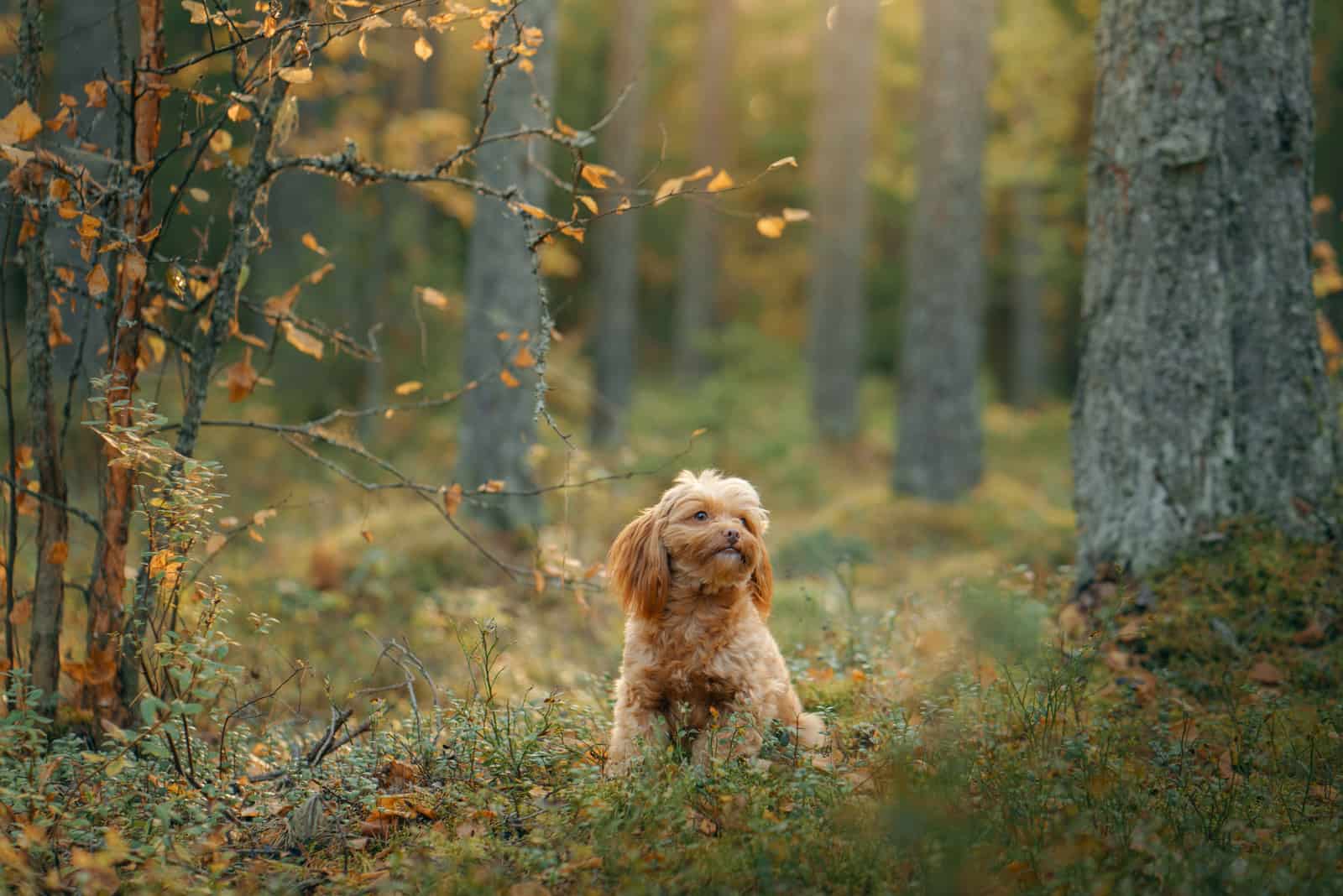 maltipoo sentado en el bosque