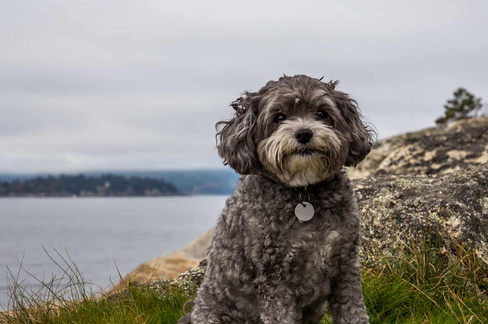 perro maltipoo cerca del lago