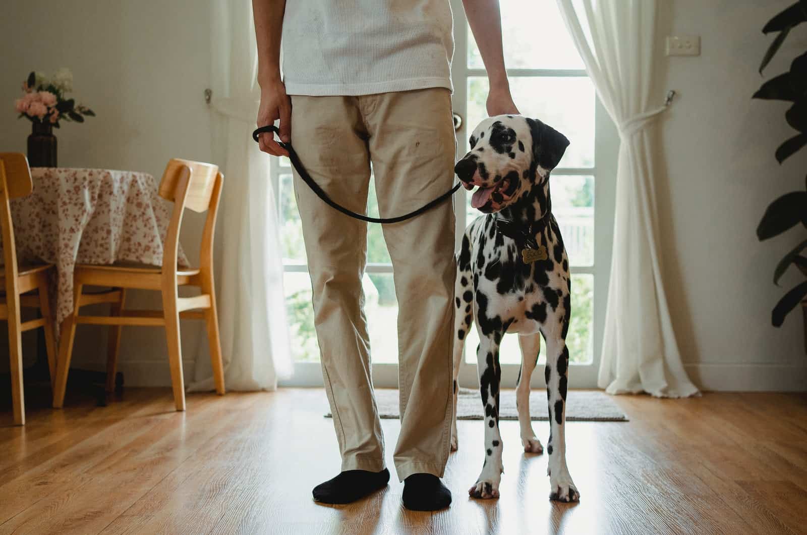 hombre y dálmata en un apartamento