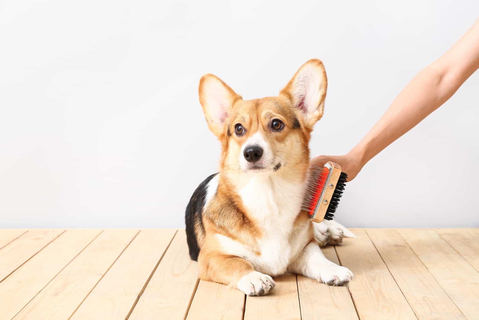 hombre cepillando a un corgi en la mesa