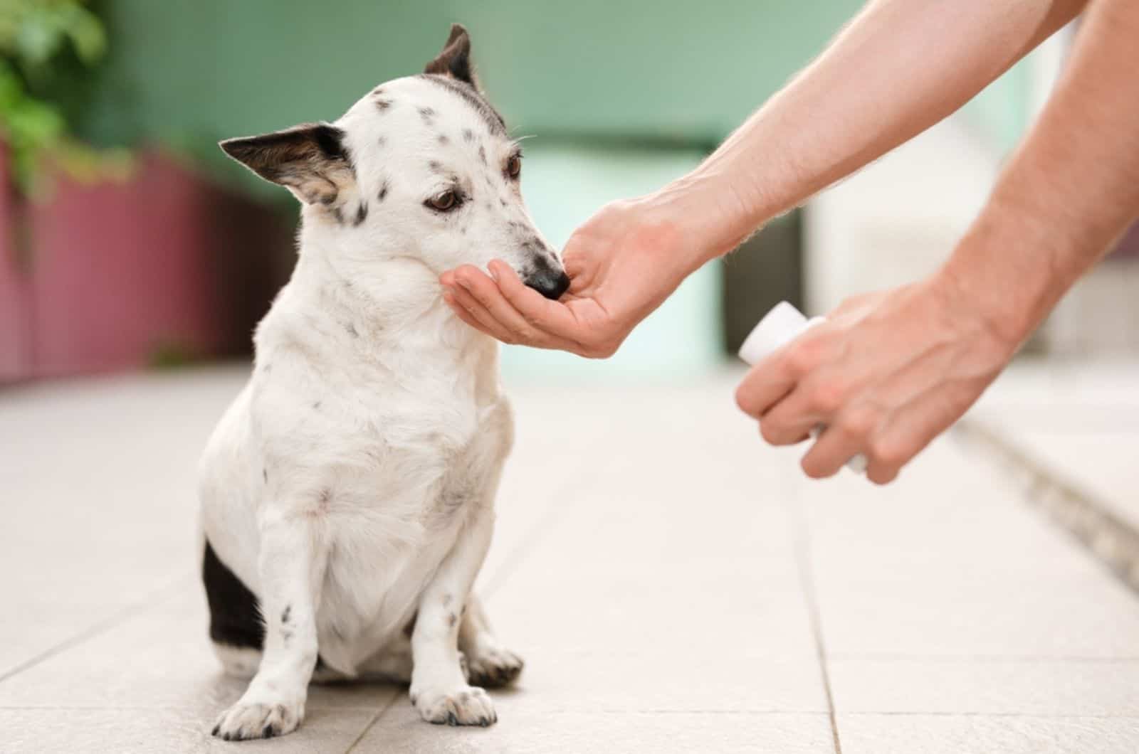 hombre dando medicina al perro con la mano