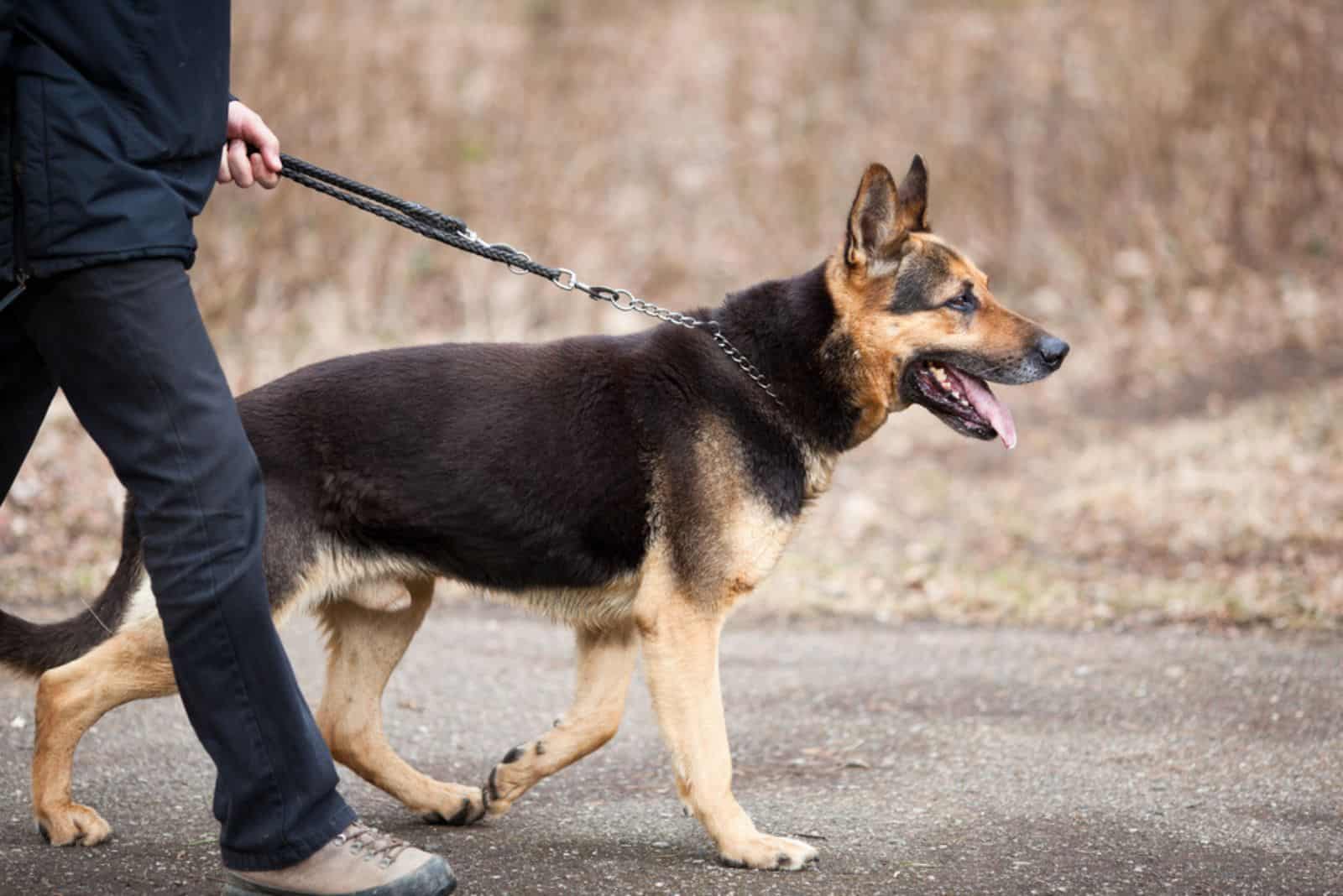 hombre con ropa negra paseando a su perro pastor alemán