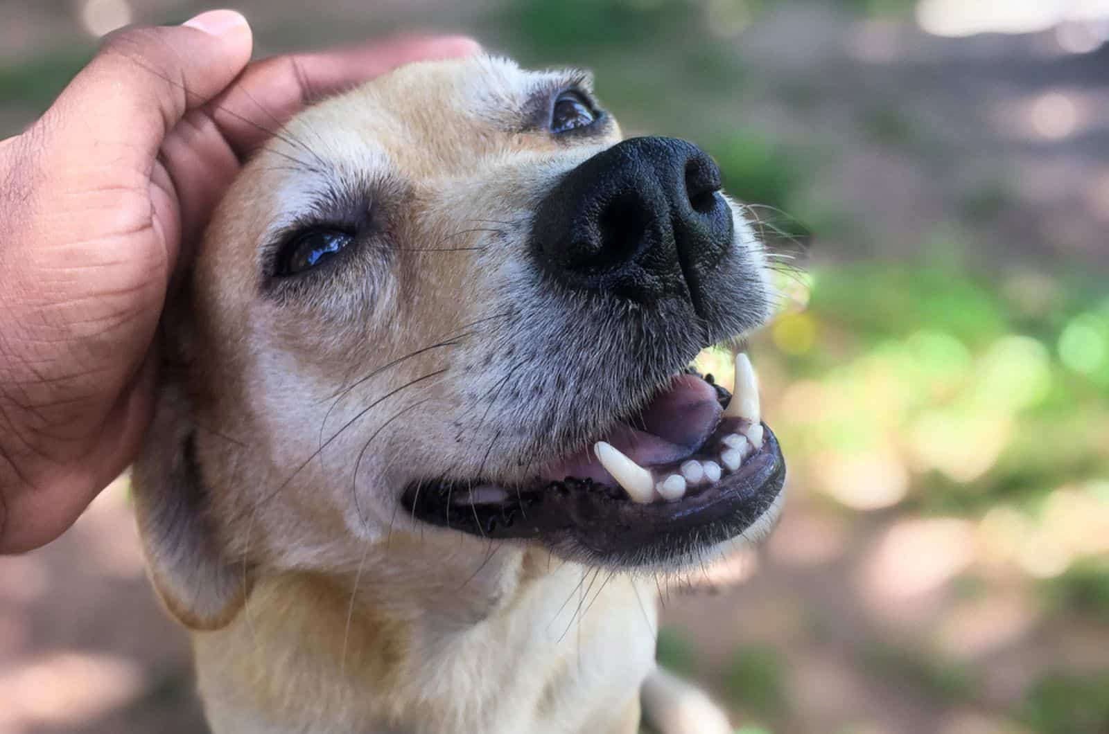 hombre acaricia a su perro al aire libre