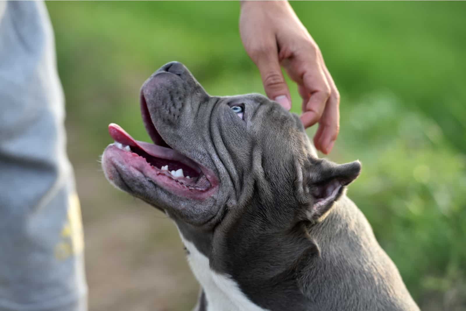 hombre acariciando un american bully