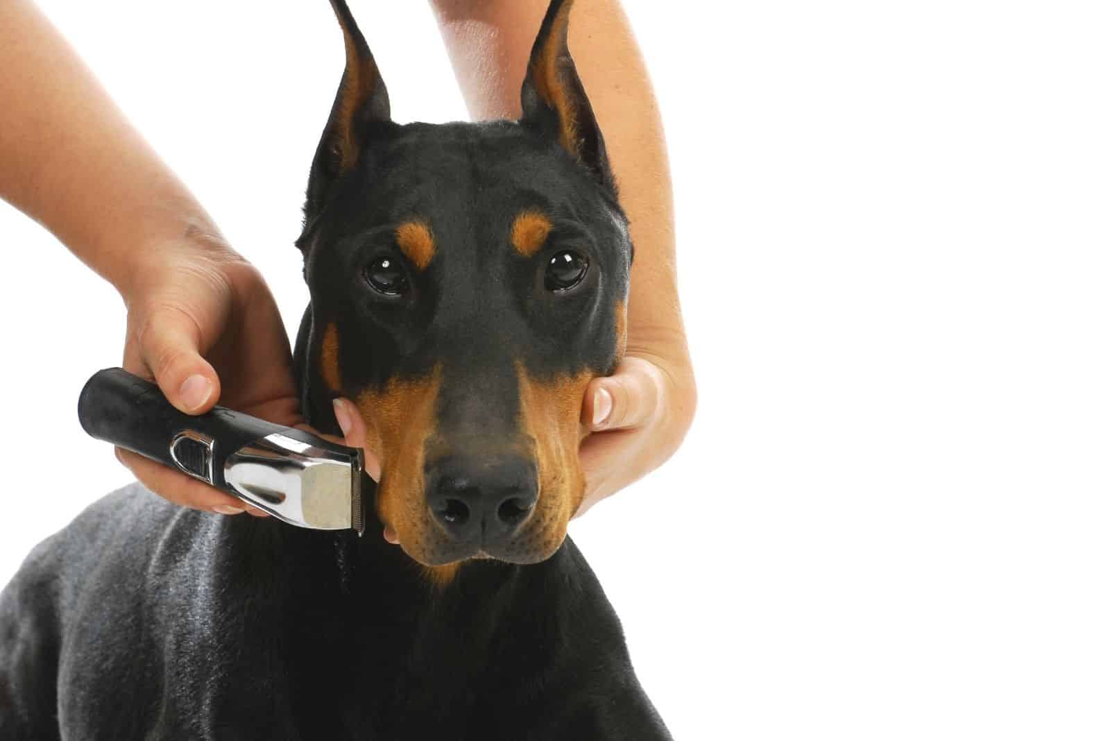 hombre afeitando la parte de la cabeza de un doberman en fondo blanco