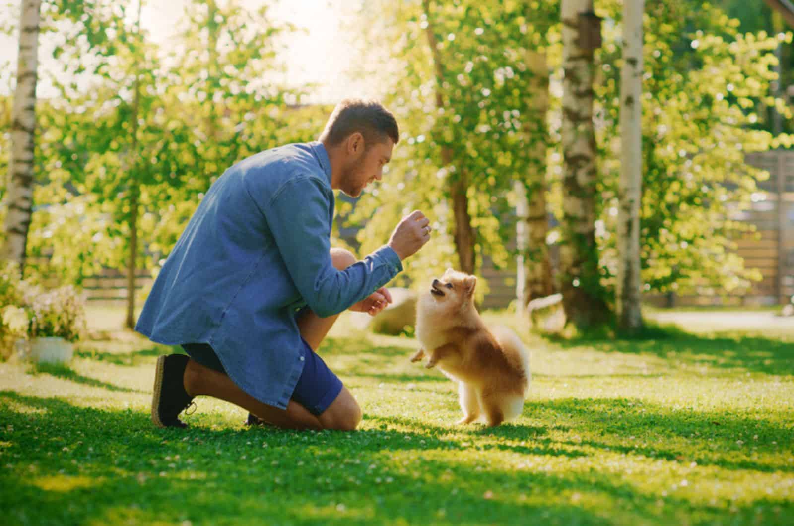 hombre entrenando a un pequeño pomerania en el jardín