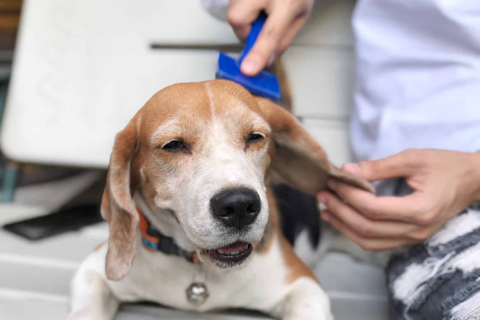 hombre usando cepillo para cepillar a un perro beagle