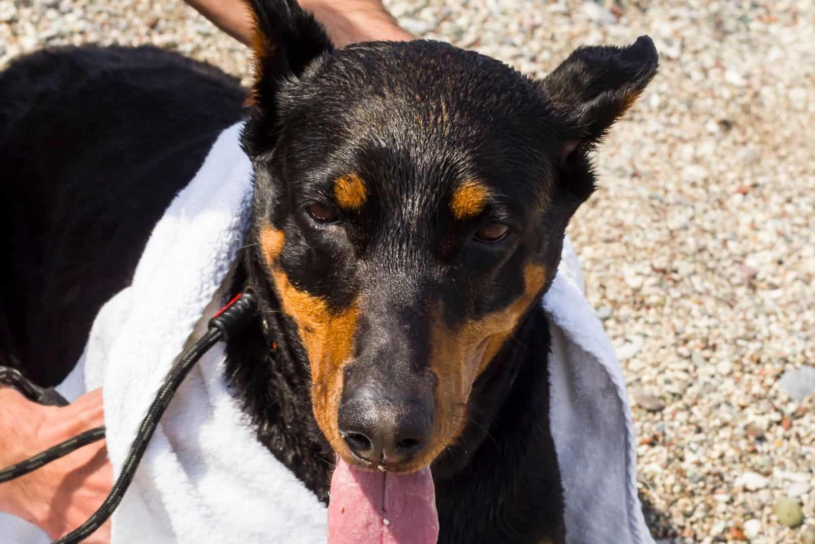 hombre secando al doberman mojado con toalla