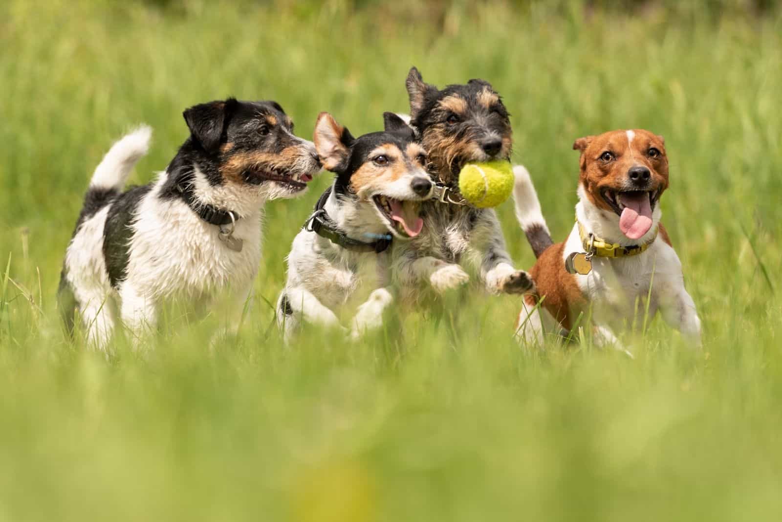 muchos perros corriendo y jugando en el campo