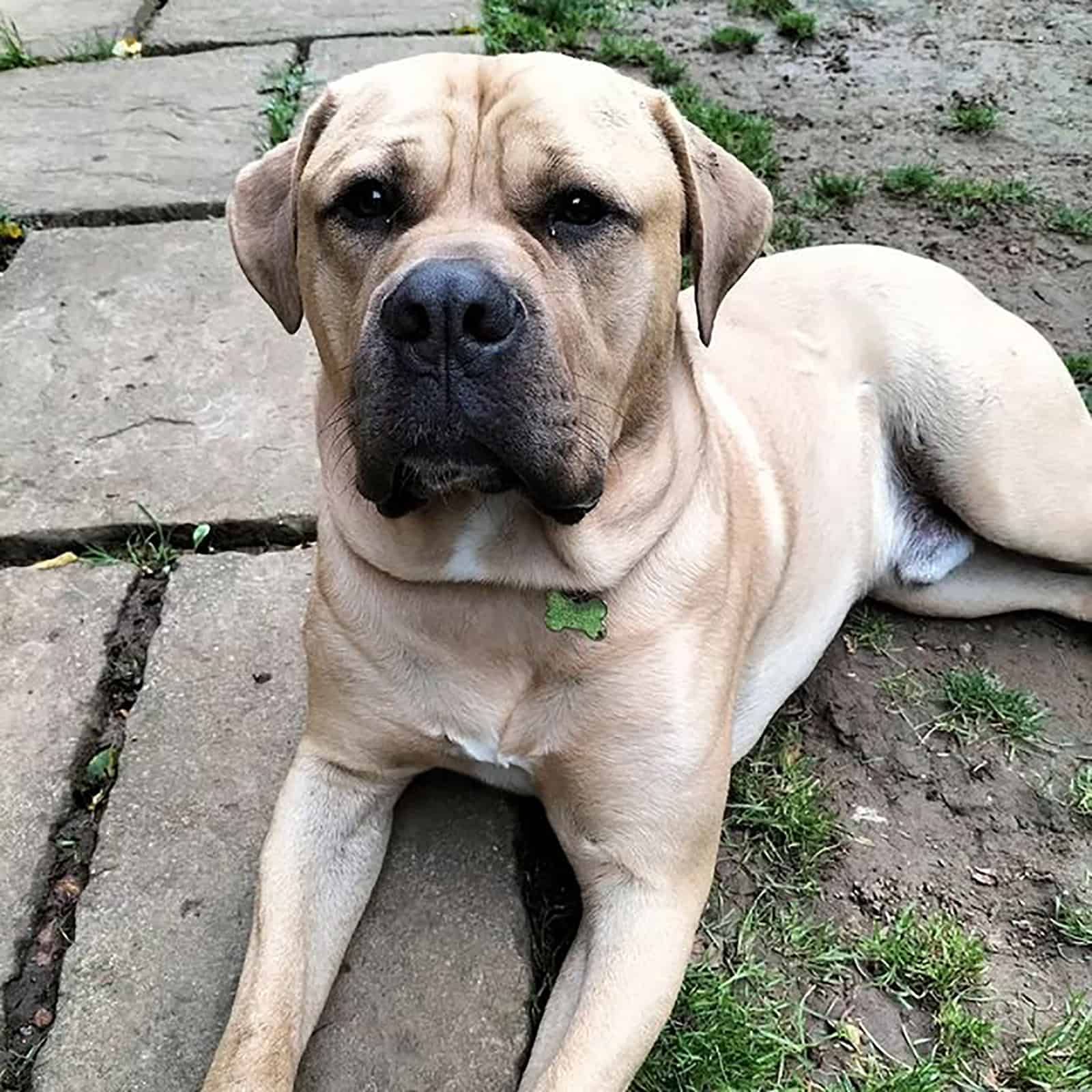 mastweiler acostado en el jardín