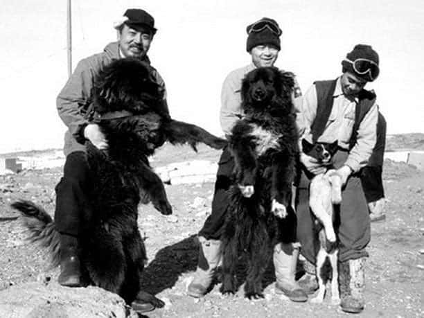 hombres juegan con Husky de Sajalín