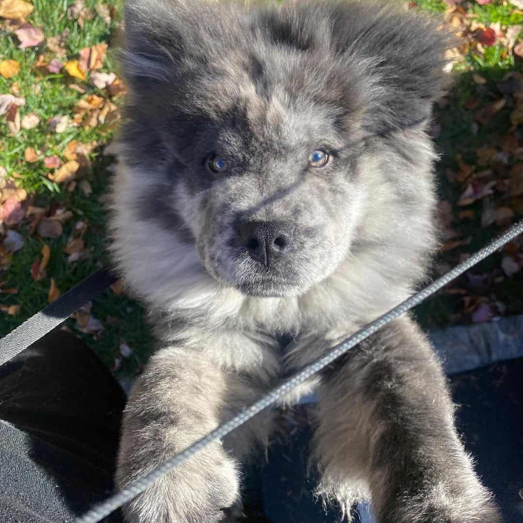 chow chow merle de pie sobre sus patas traseras mirando a la cámara