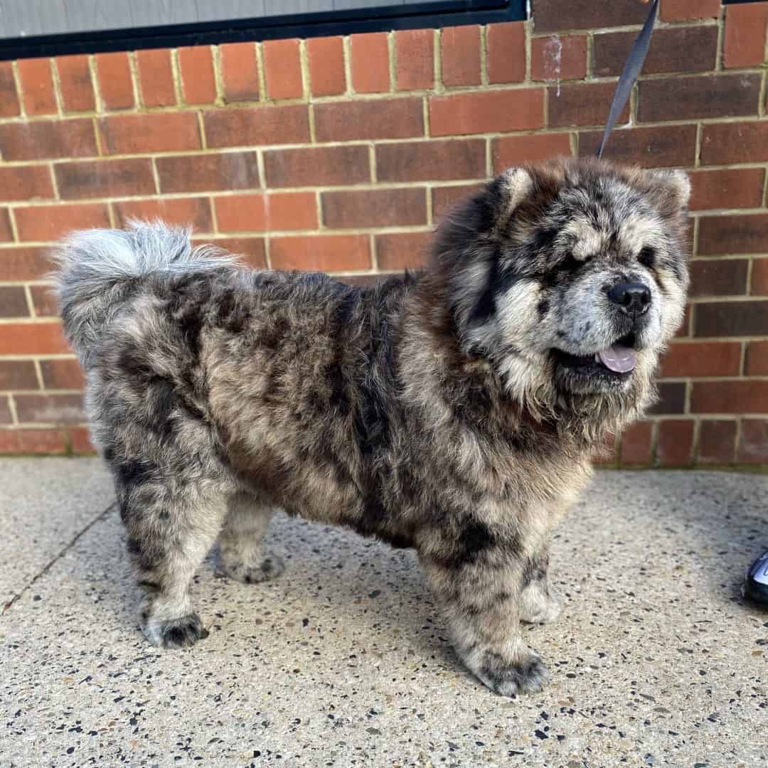 chow chow merle de pie en la acera