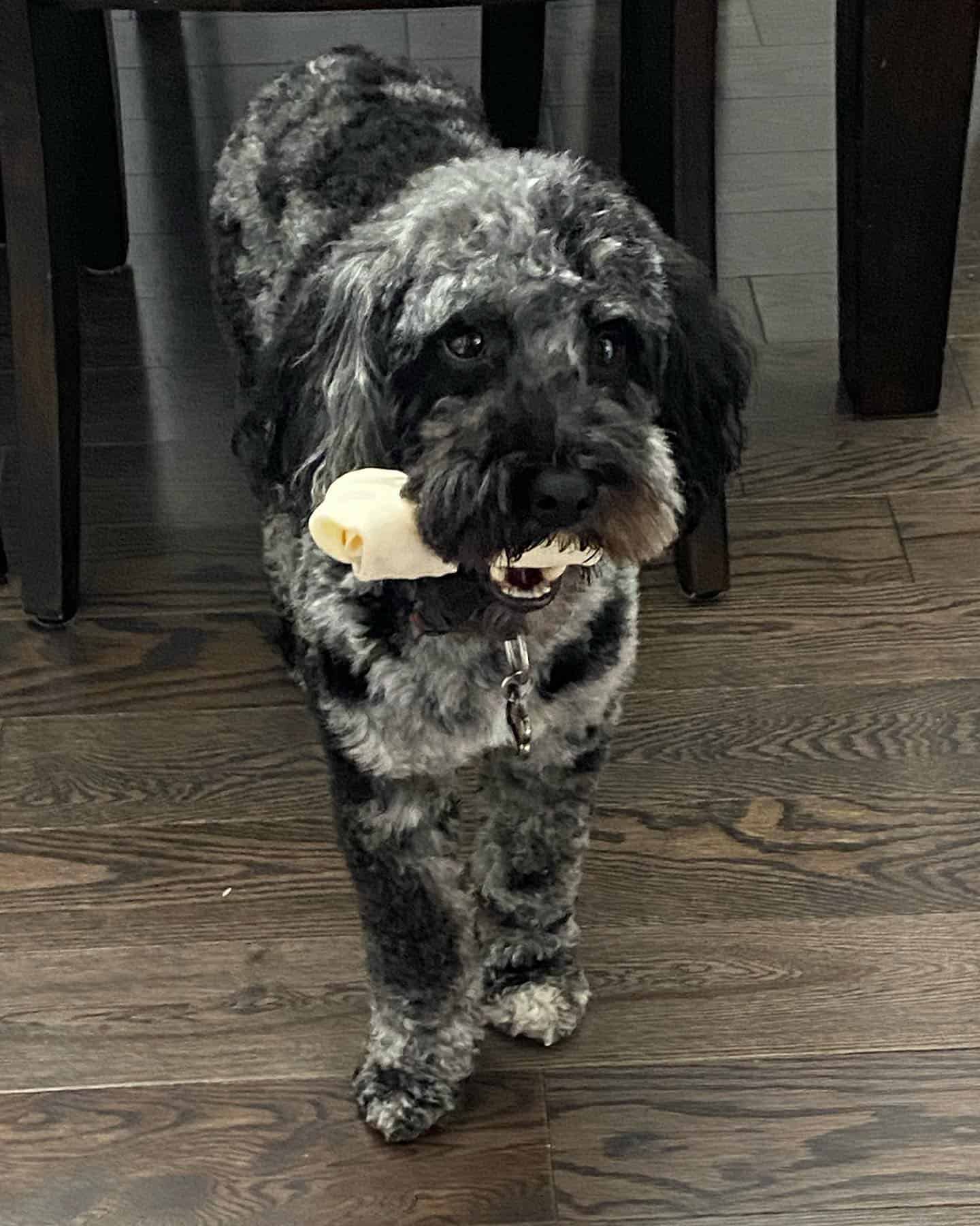 cockapoo merle sosteniendo algo en la boca