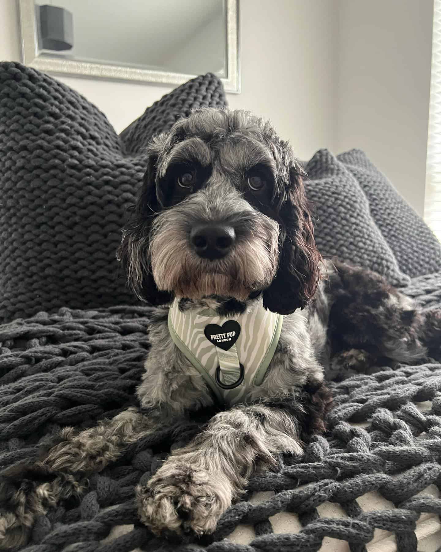 cockapoo merle acostado en la cama