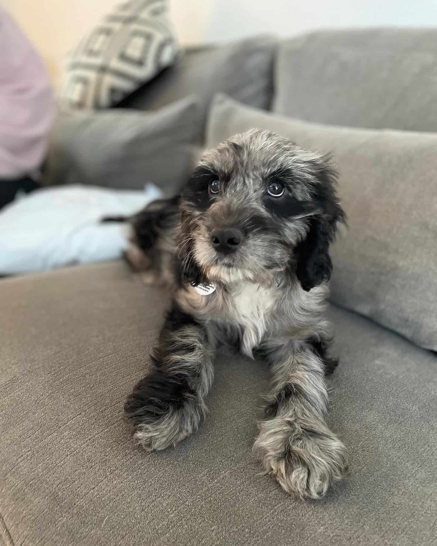 cockapoo merle acostado en el sofá