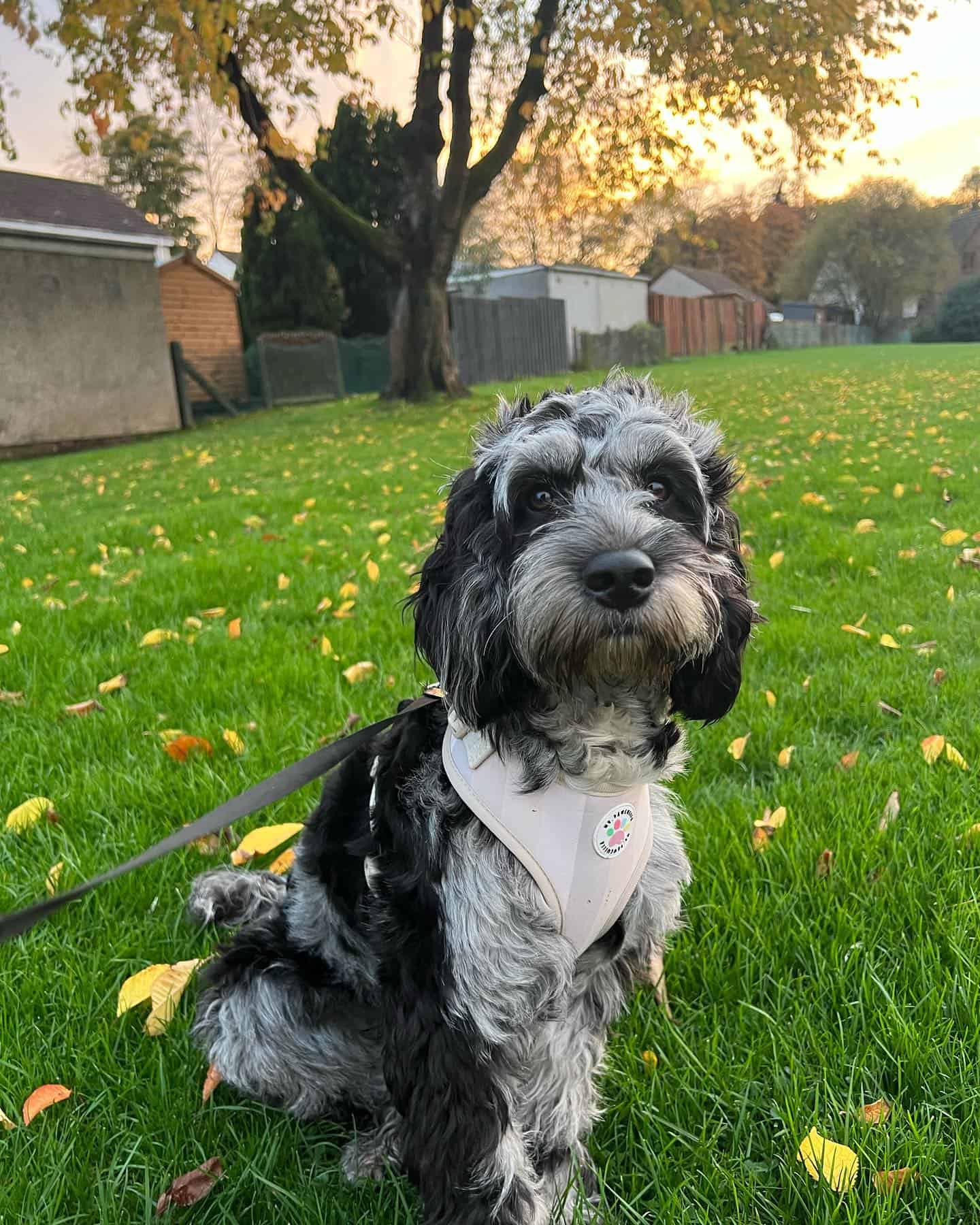 cockapoo merle sentado en el césped