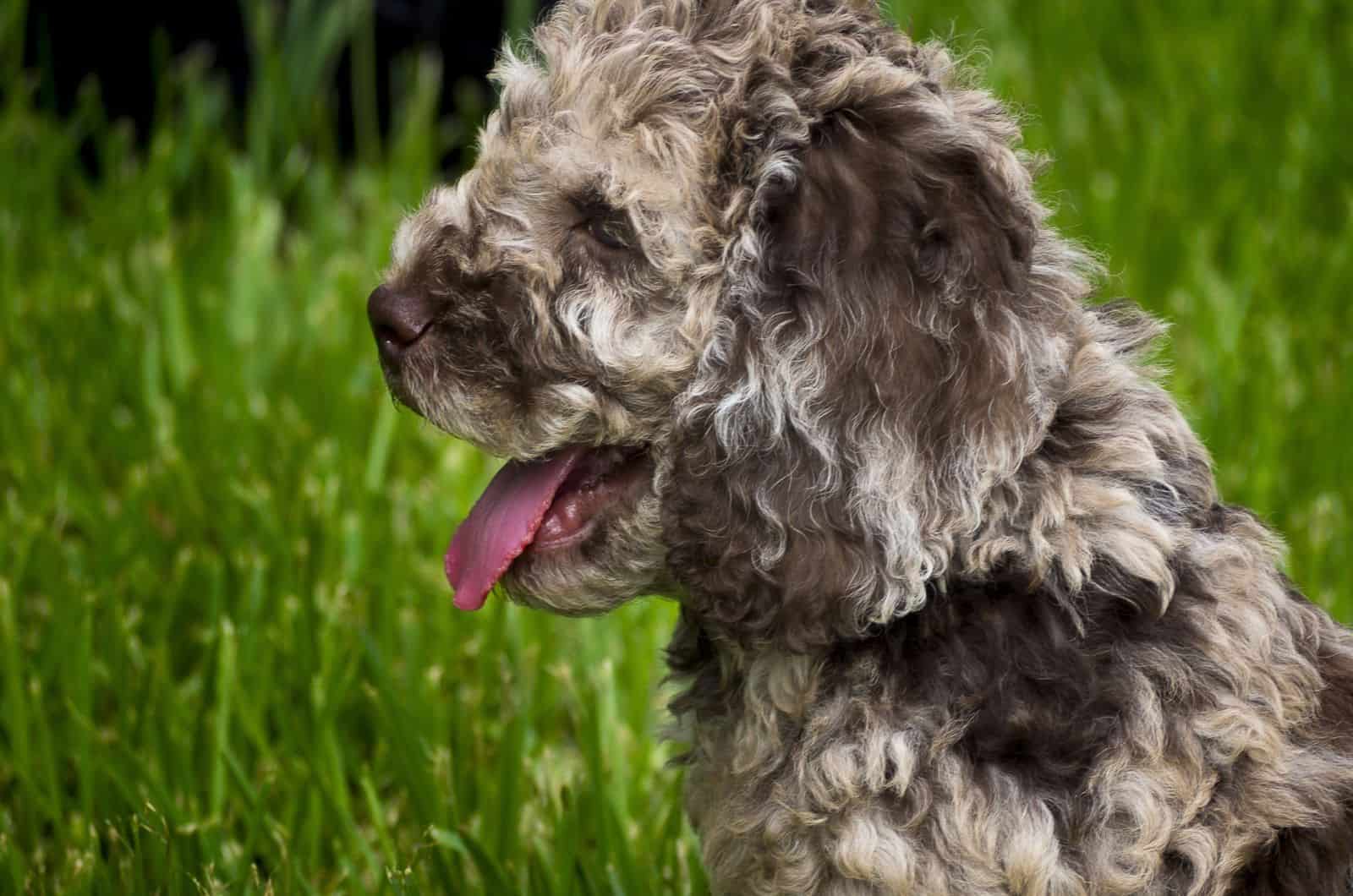 labradoodle merle
