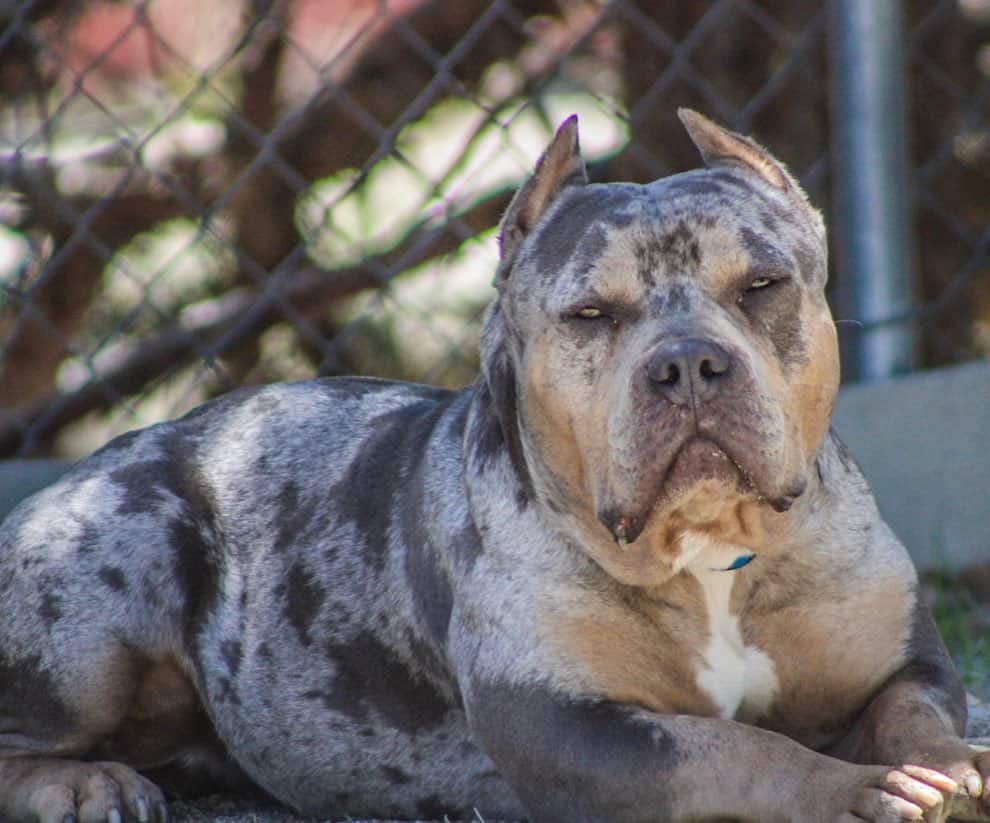 pitbull merle