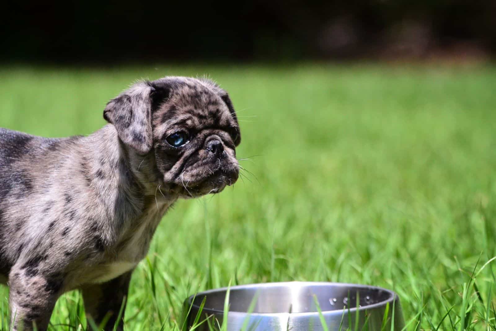 pug merle de pie con cuenco de comida